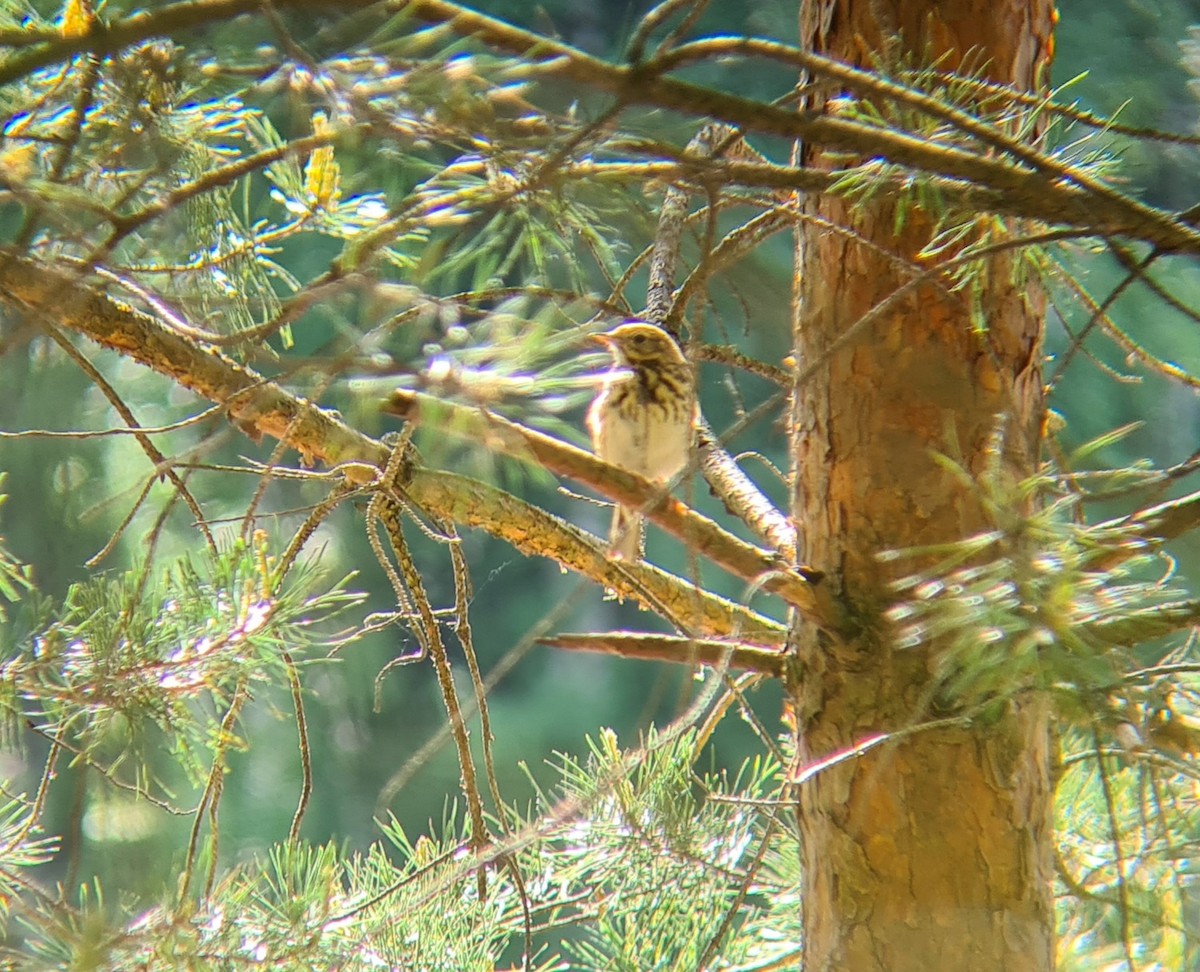 Tree Pipit - ML343711471