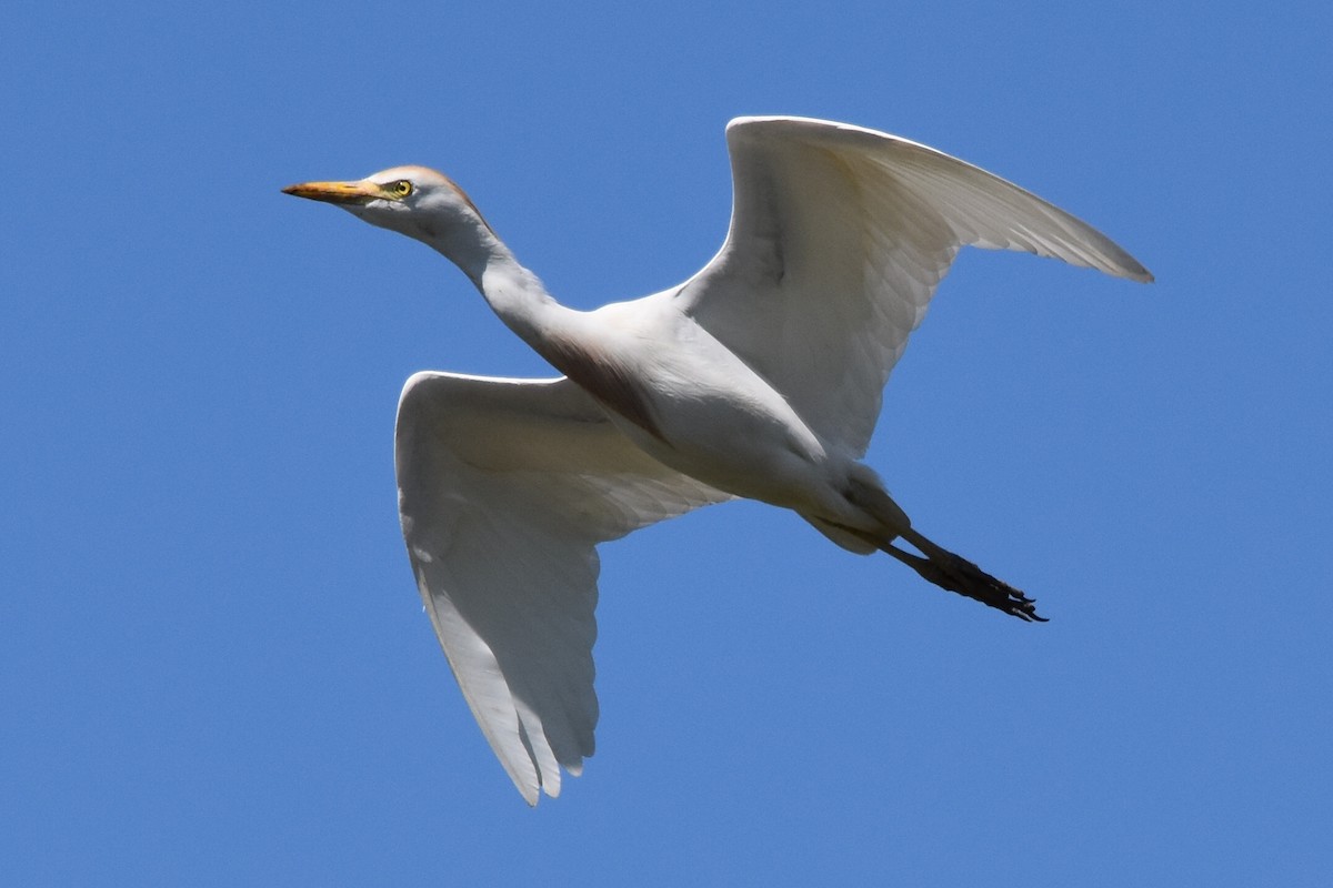 Western Cattle-Egret - Shirley Chambers
