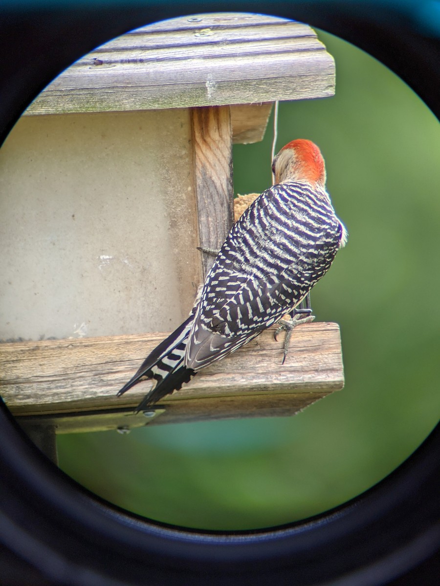 Red-bellied Woodpecker - ML343713041