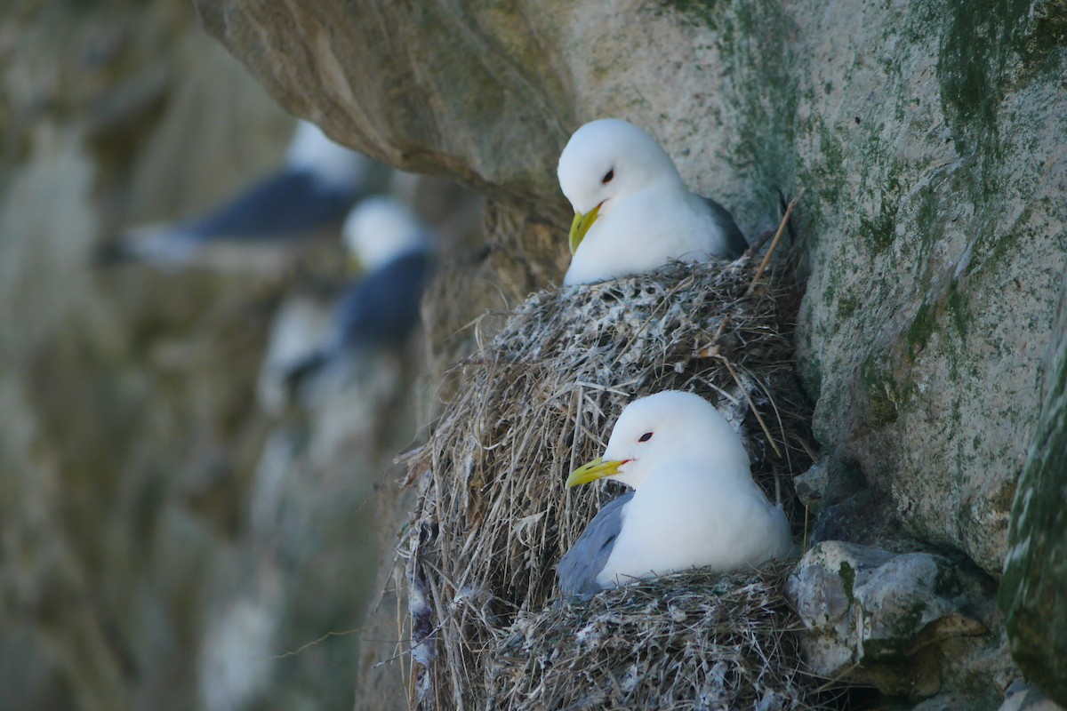 Black-legged Kittiwake - Stig Linander