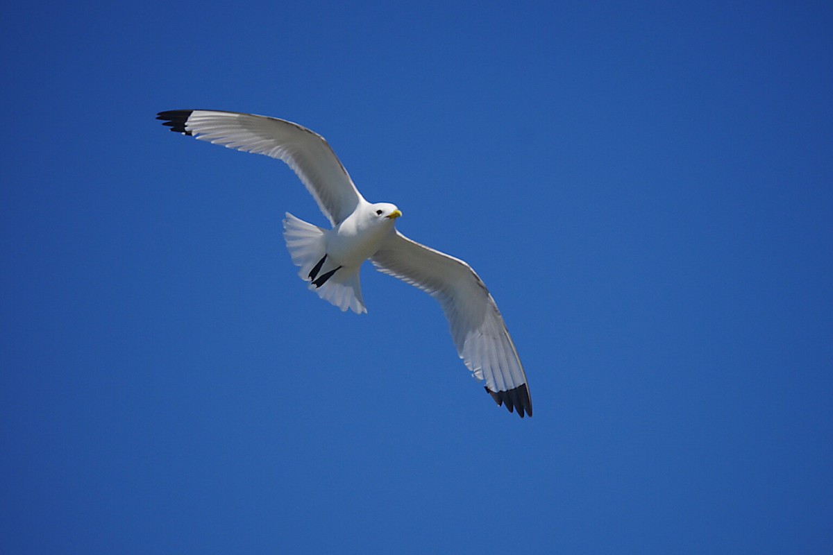 Black-legged Kittiwake - Stig Linander