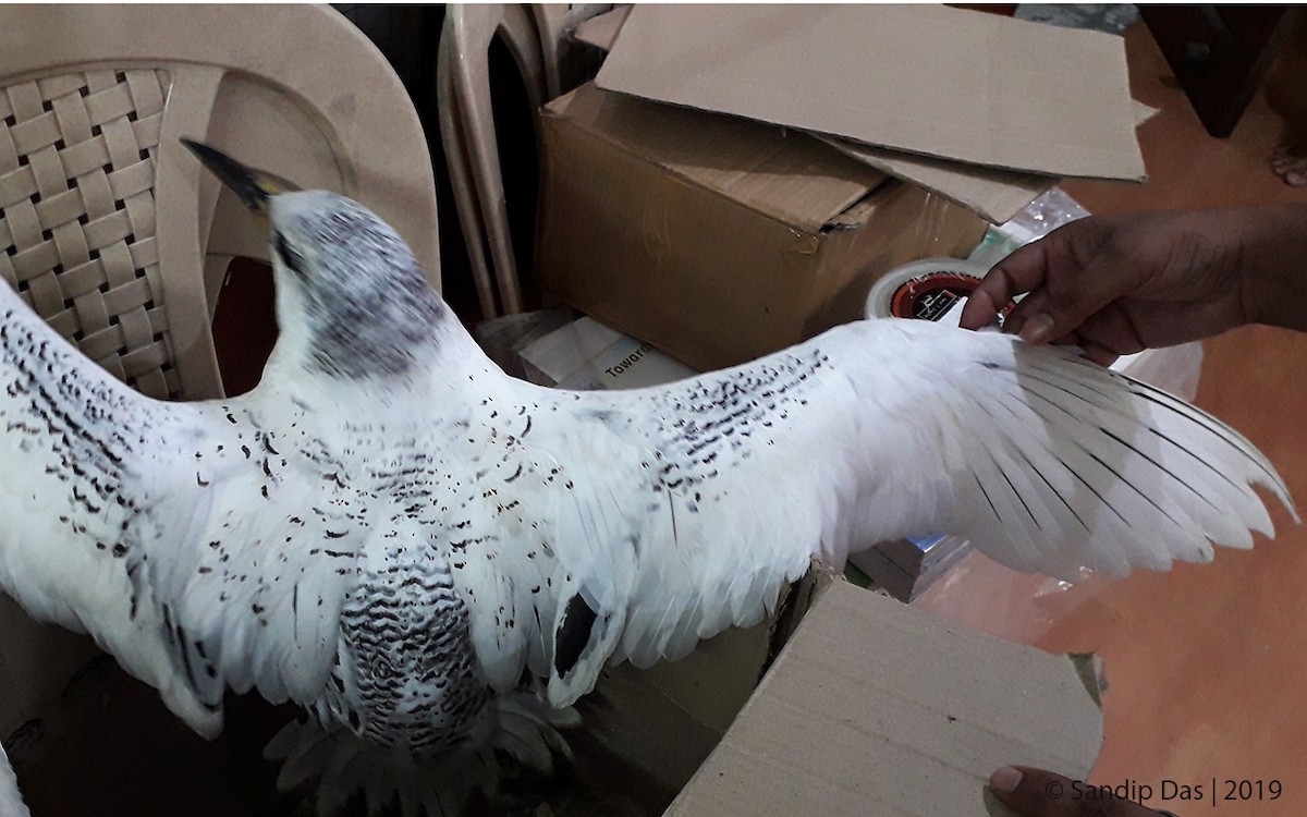 紅尾熱帶鳥 - ML343713771