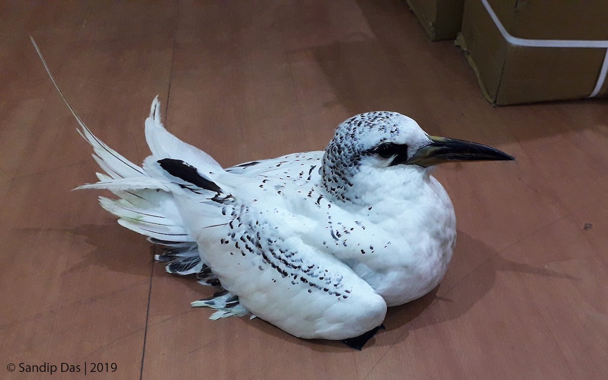 紅尾熱帶鳥 - ML343713781
