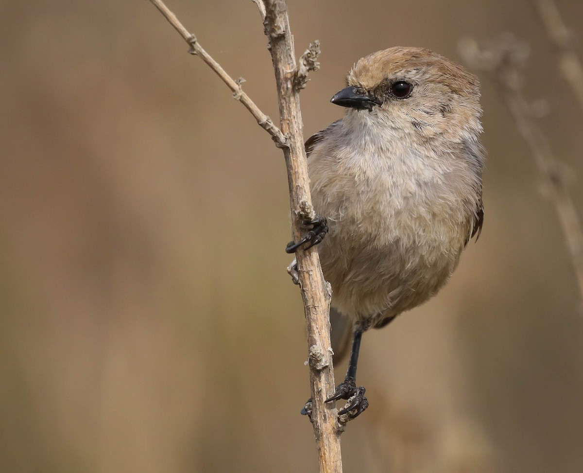 Bushtit - ML343715051