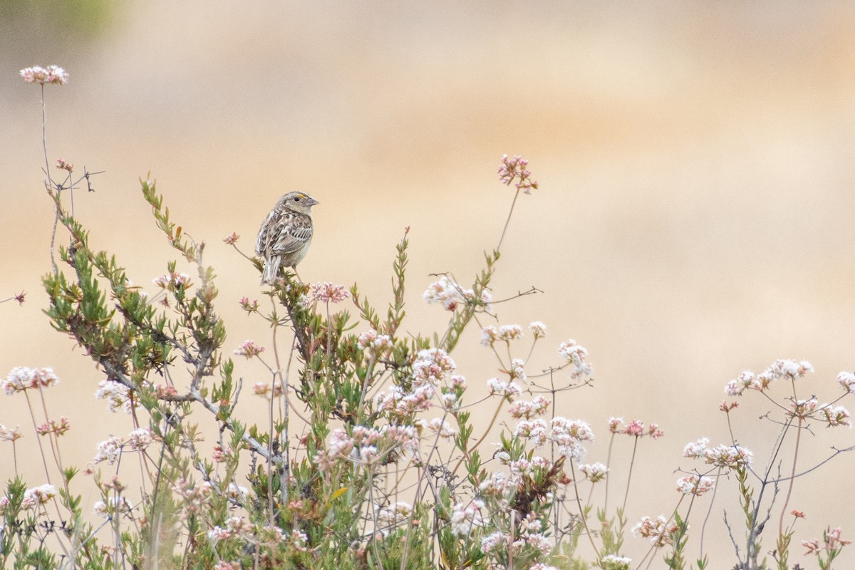 Grasshopper Sparrow - Owen Sinkus