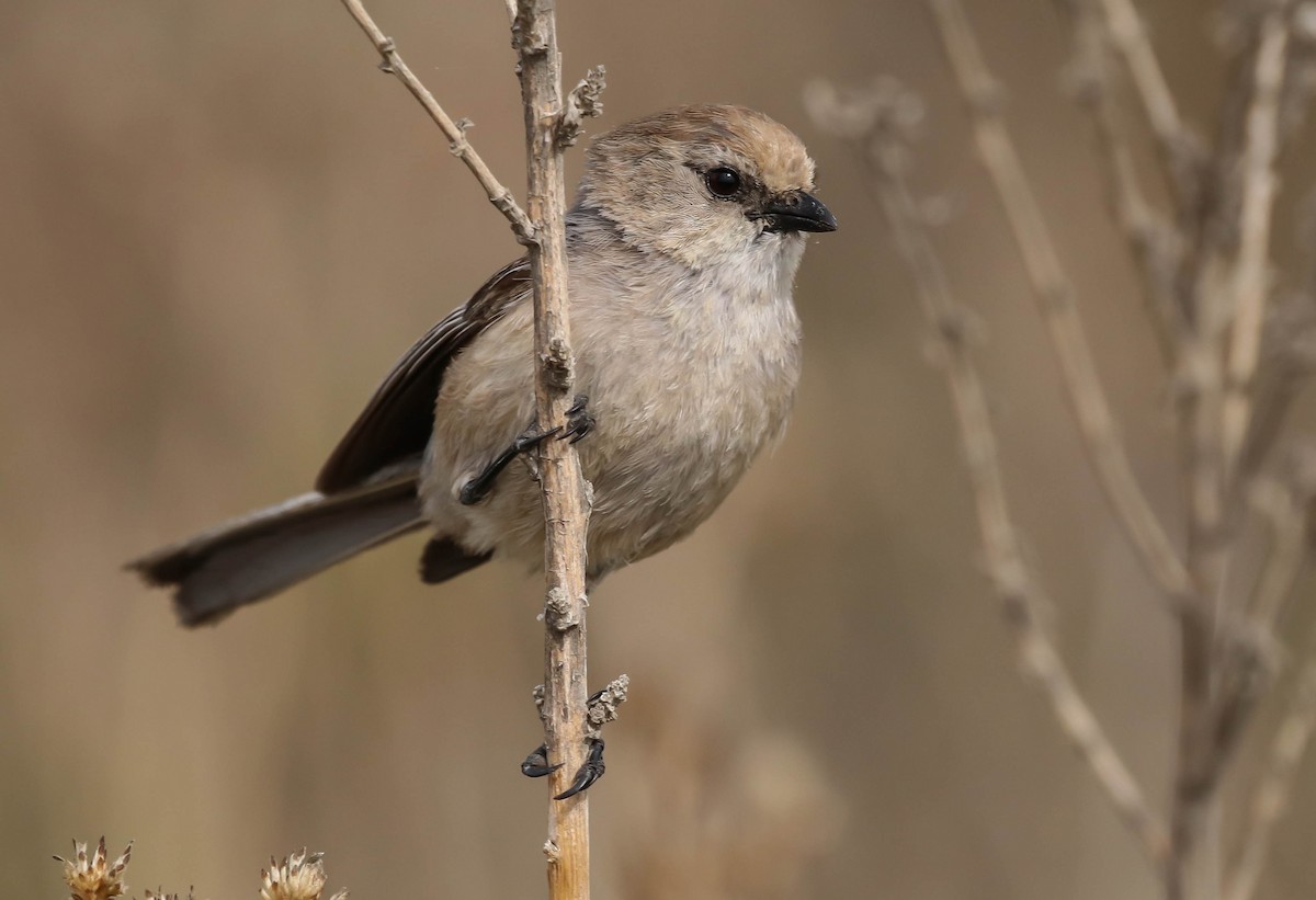 Bushtit - ML343715181