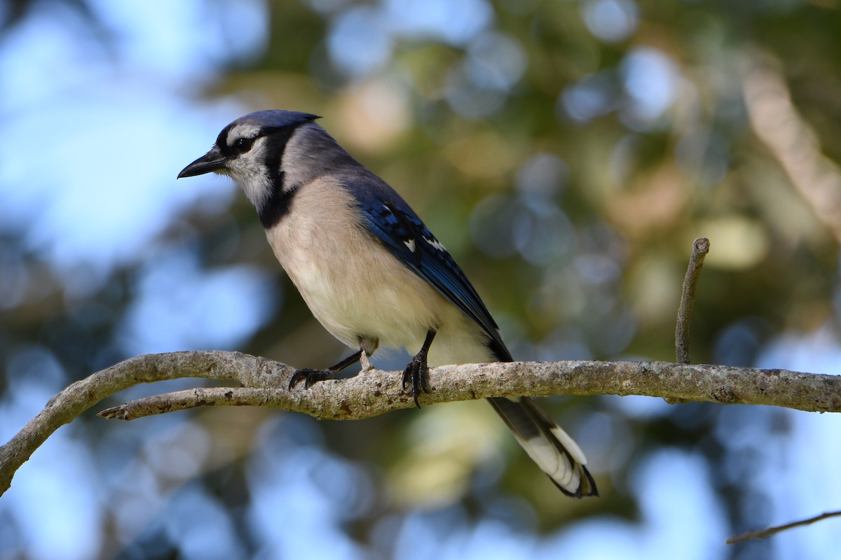 Blue Jay - ML343718761