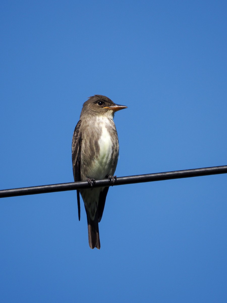 Olive-sided Flycatcher - Jason Carlson