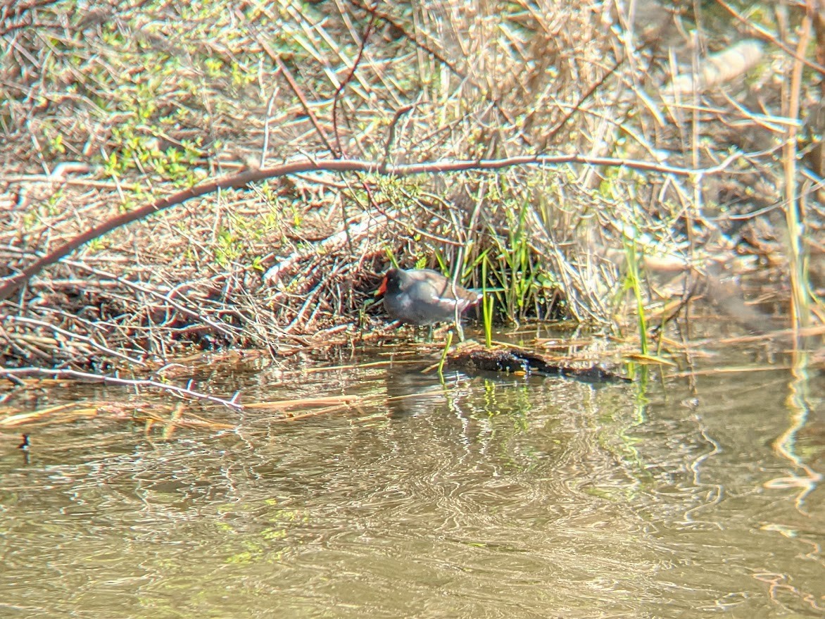 Gallinule d'Amérique - ML343720491