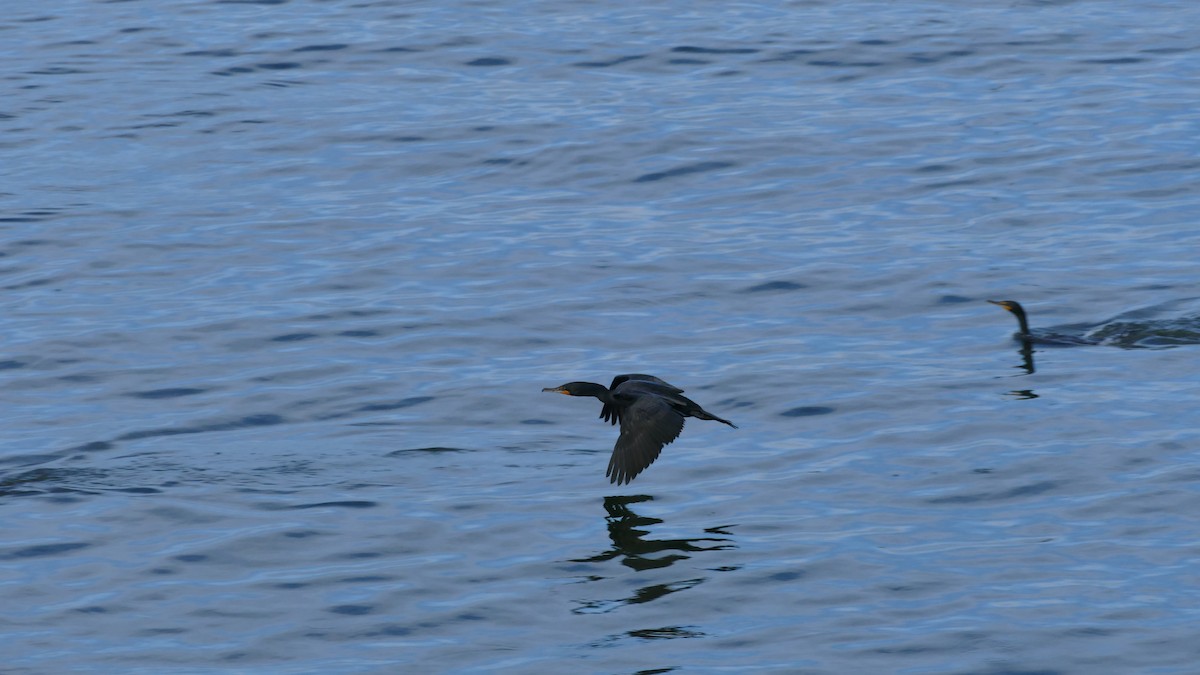 Double-crested Cormorant - Avery Fish