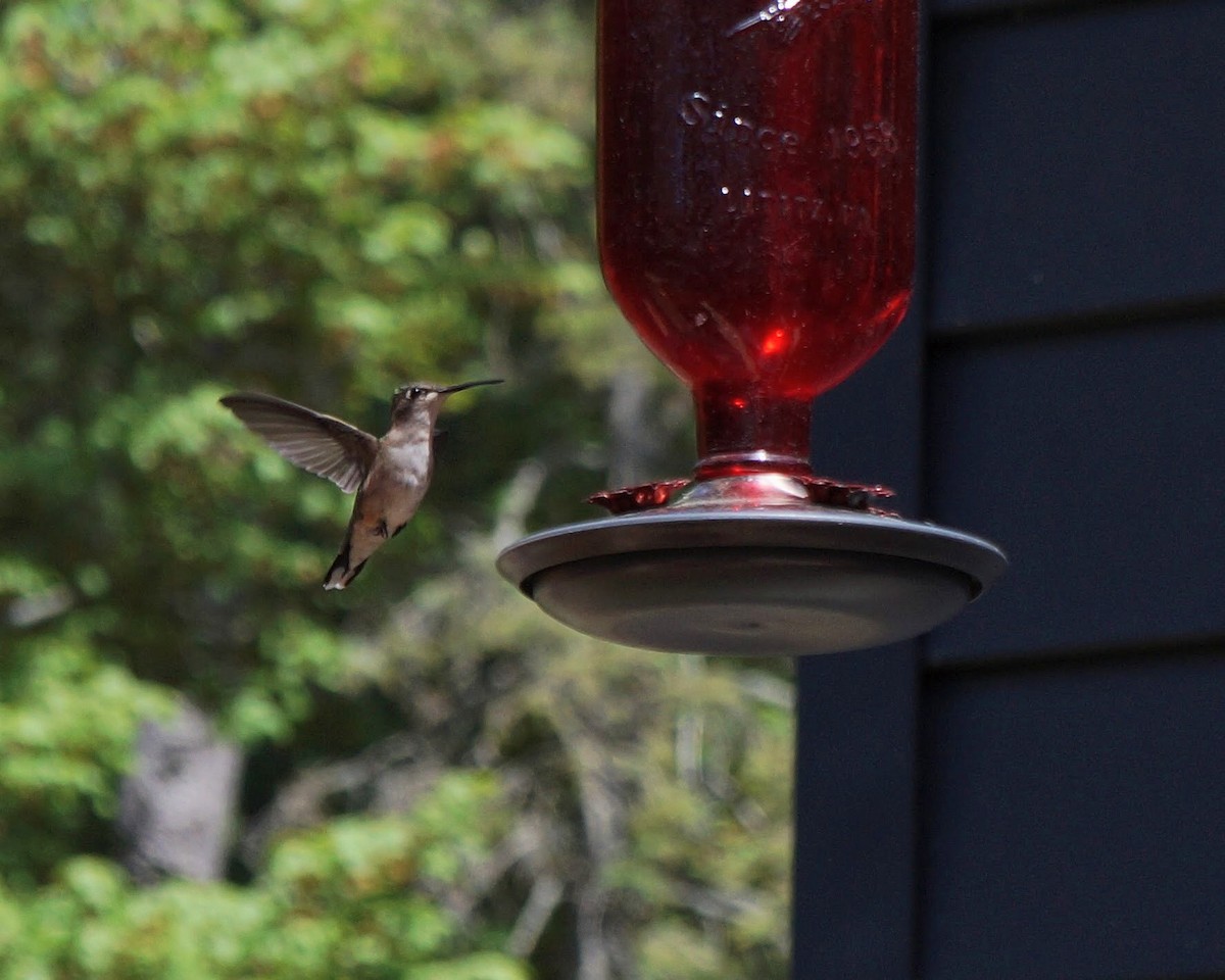 Ruby-throated Hummingbird - Emillie Moon 🌲🐦