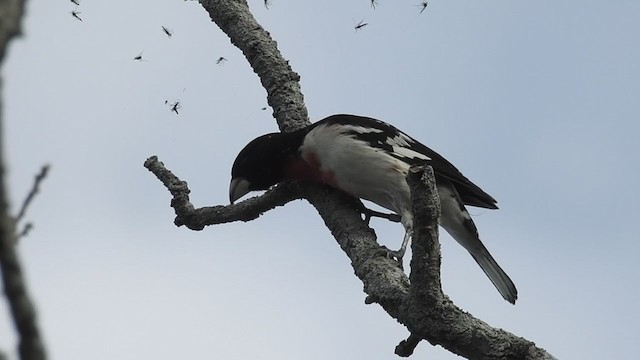 Rose-breasted Grosbeak - ML343725861