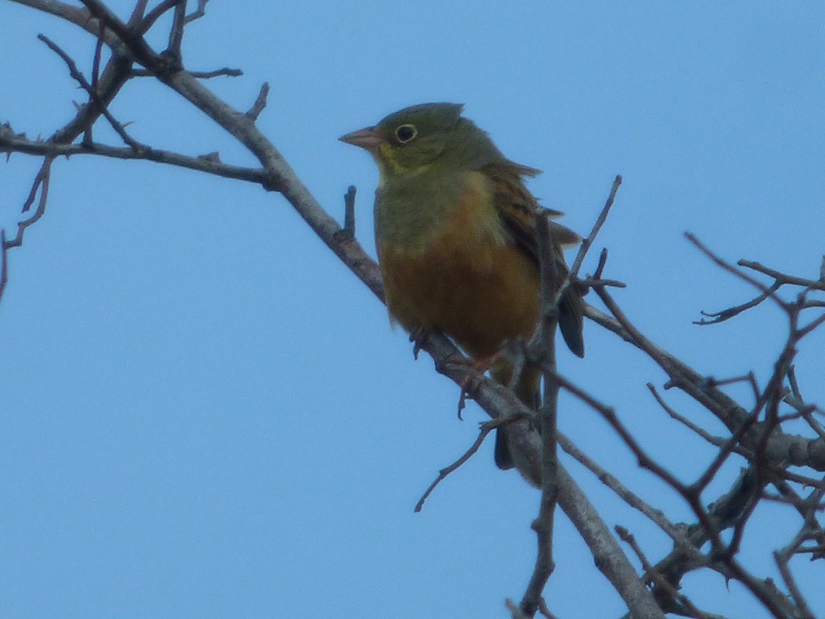 Ortolan Bunting - ML343726601