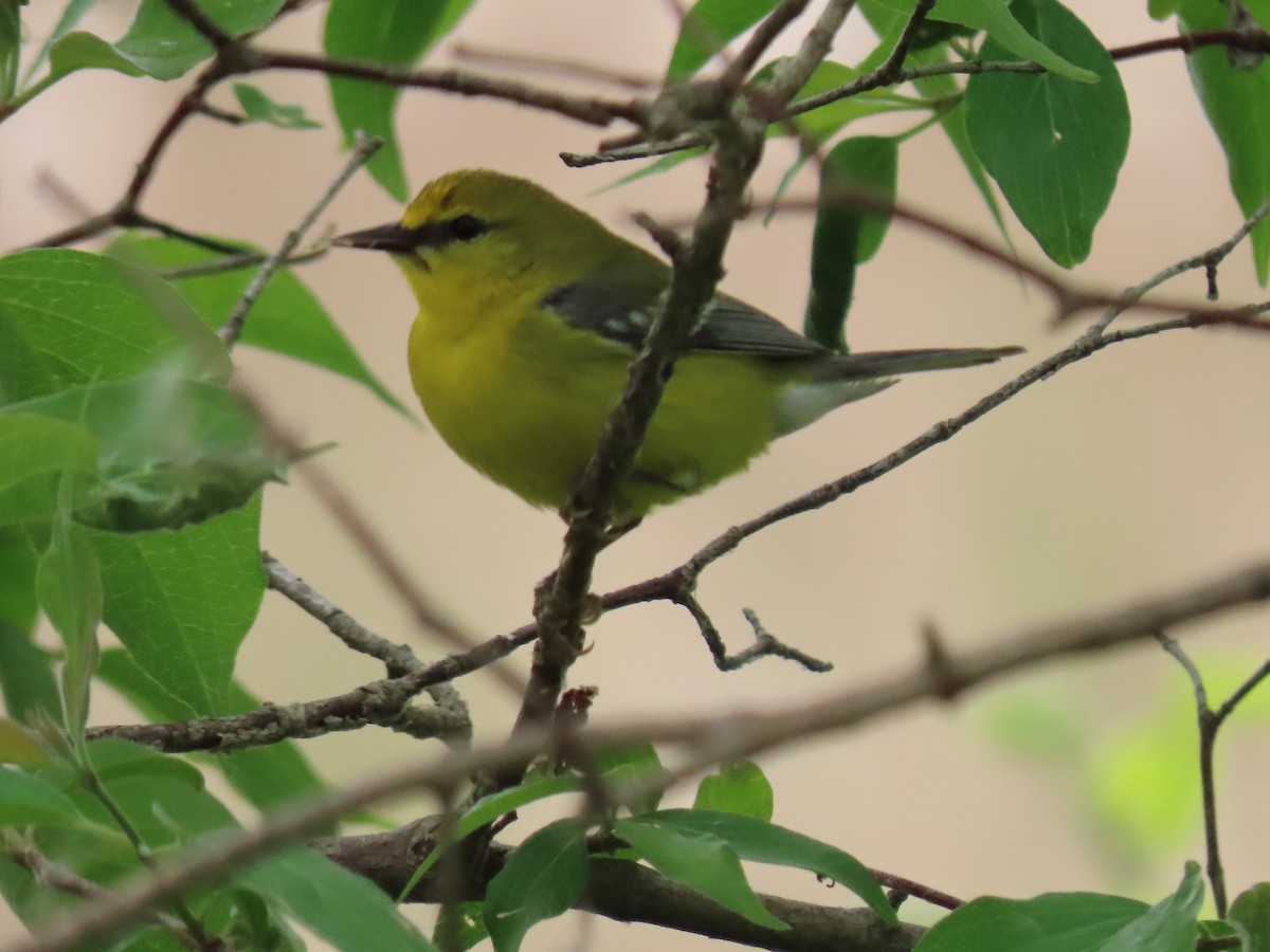 Blue-winged Warbler - ML343726611