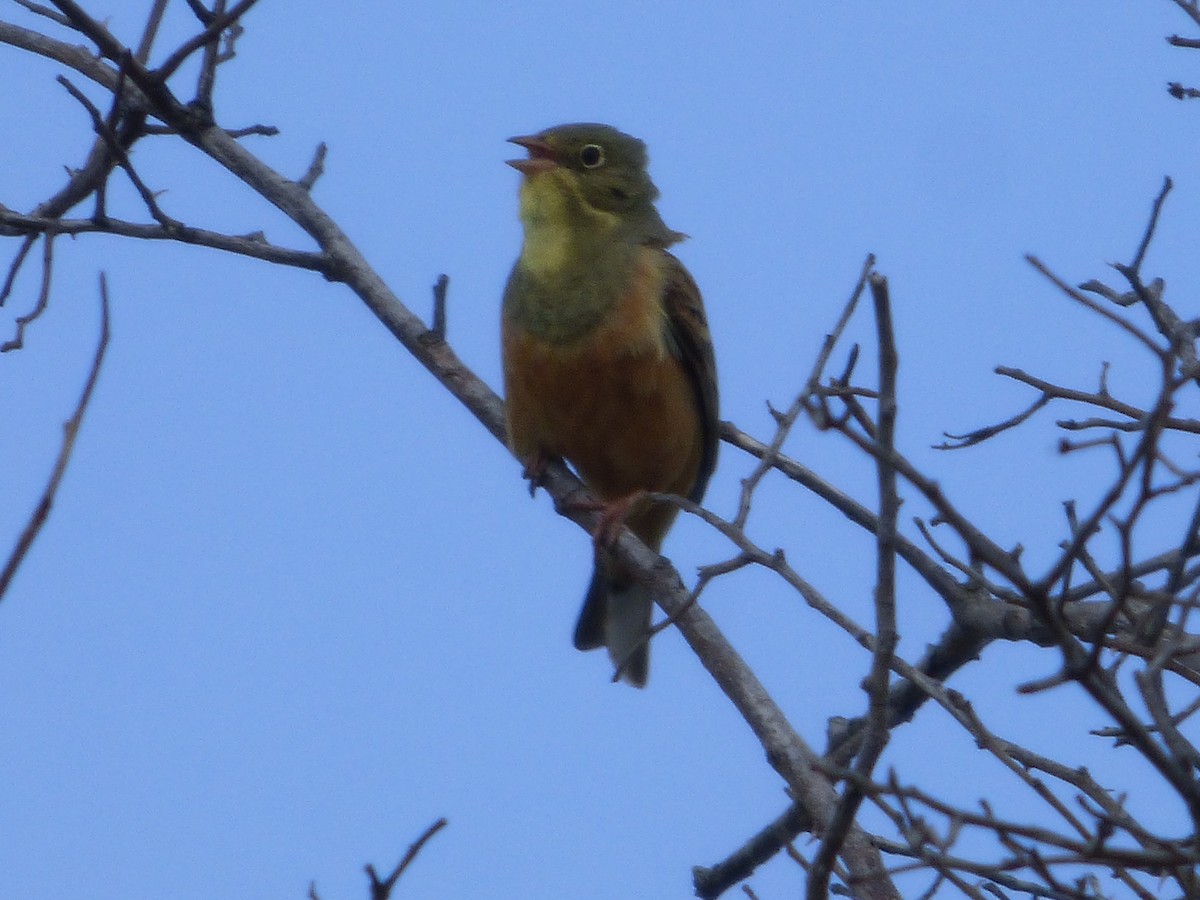 Ortolan Bunting - ML343726661