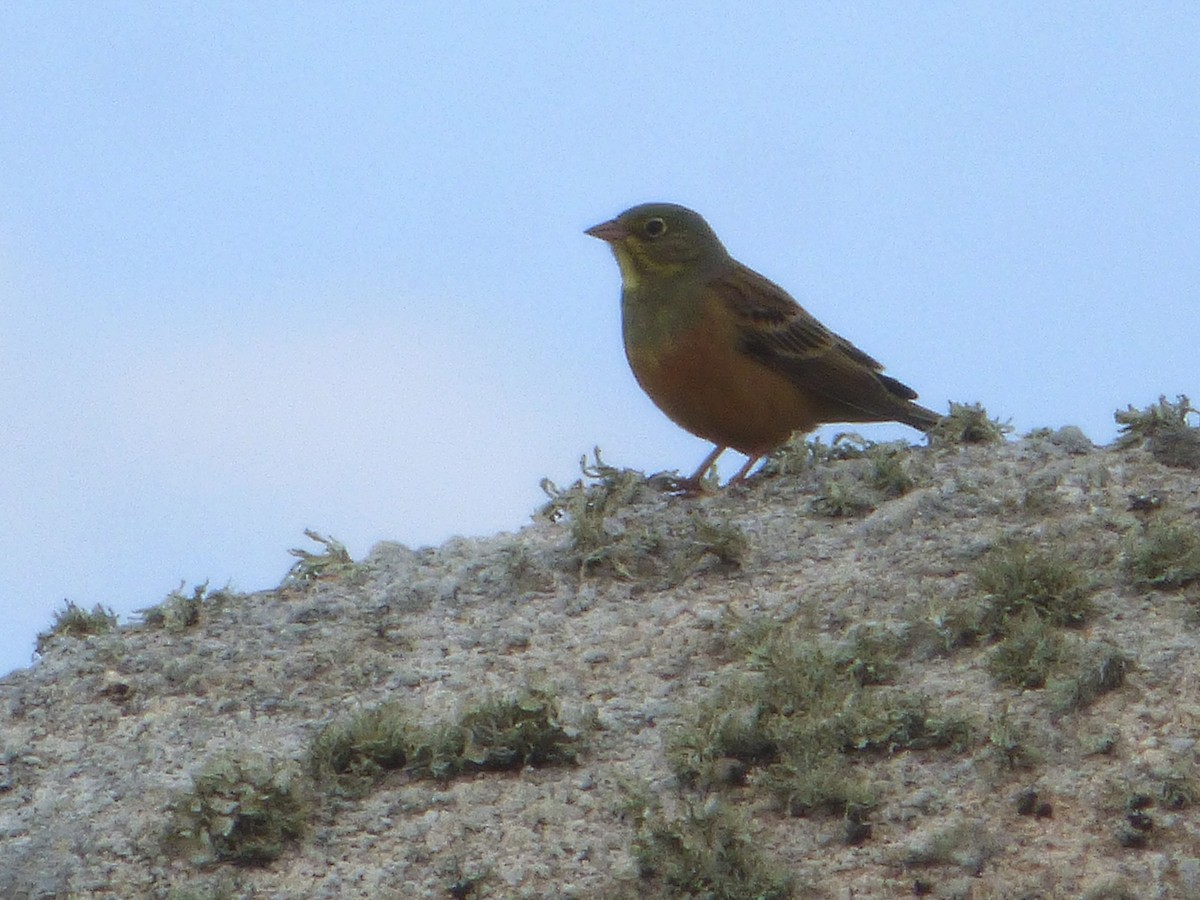 Ortolan Bunting - ML343726701