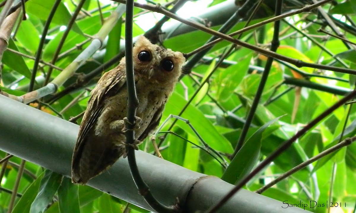 Collared Scops-Owl - ML343726941