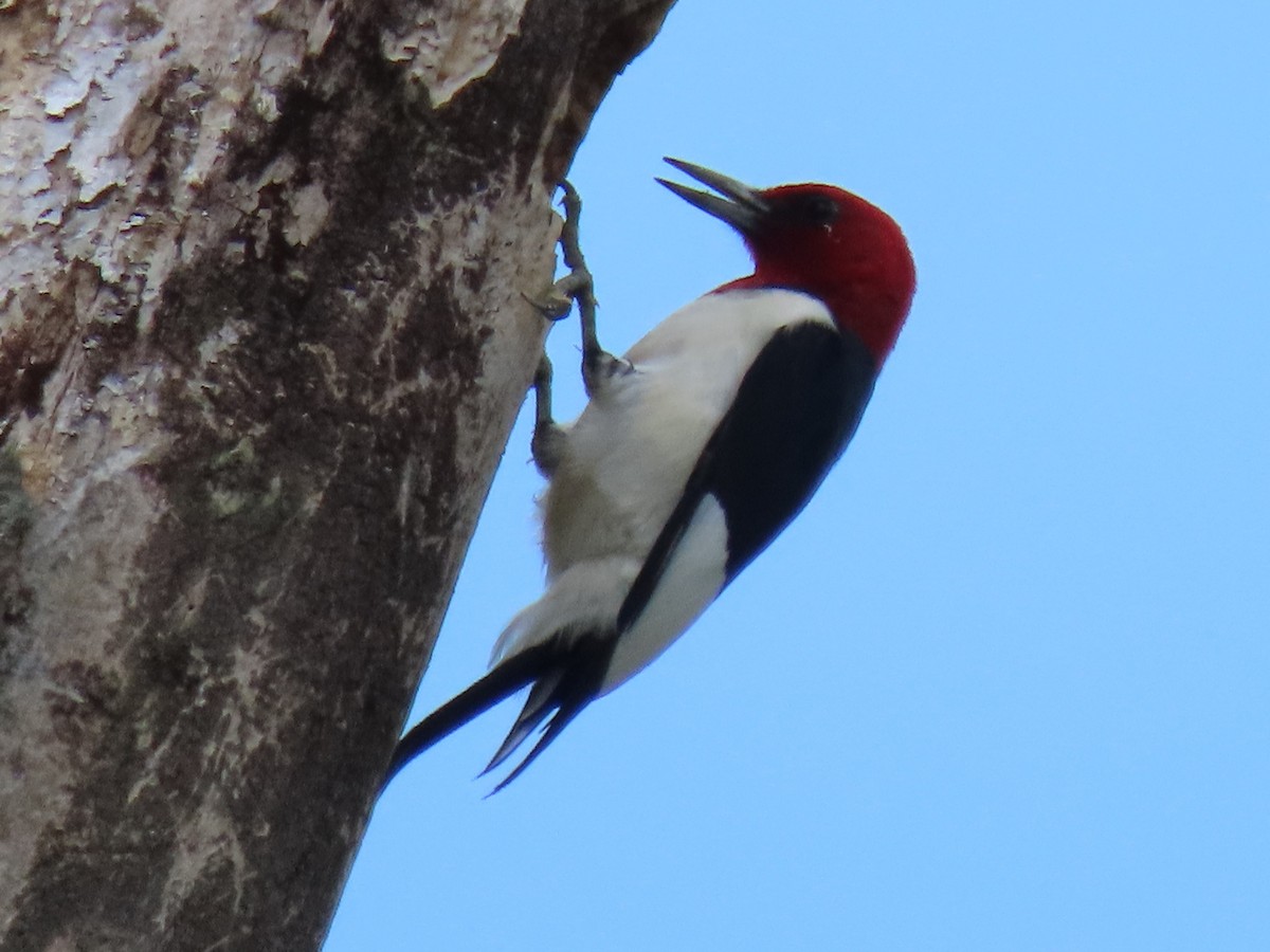 Red-headed Woodpecker - ML343727081