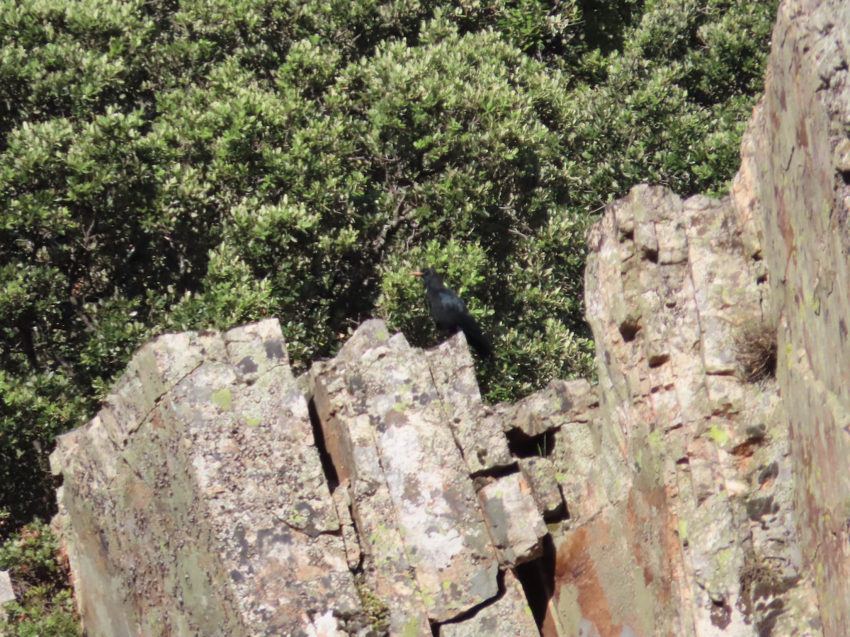 Red-billed Chough - ML343728361