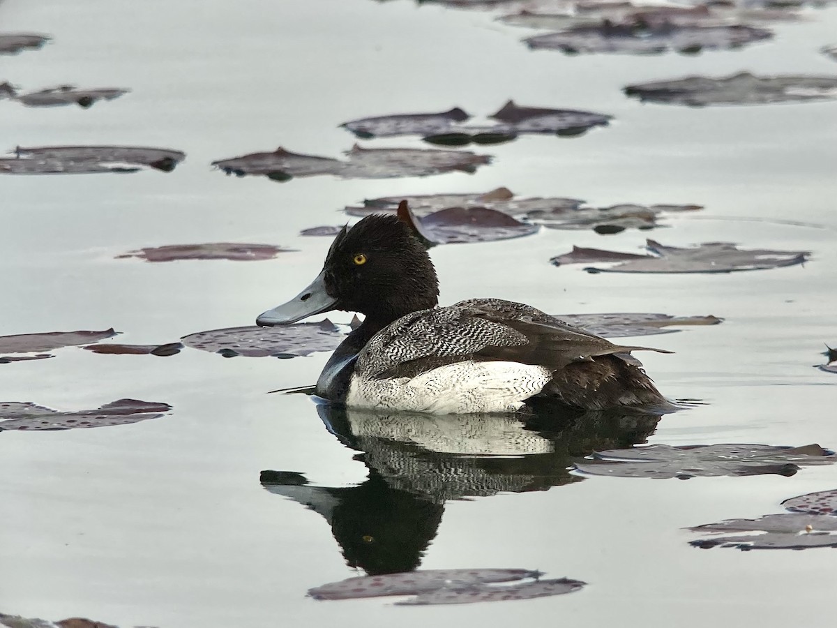 Greater Scaup - ML343729781
