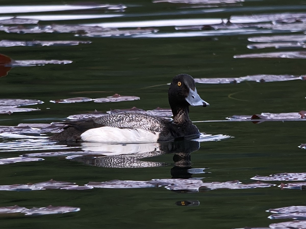 Greater Scaup - ML343729791