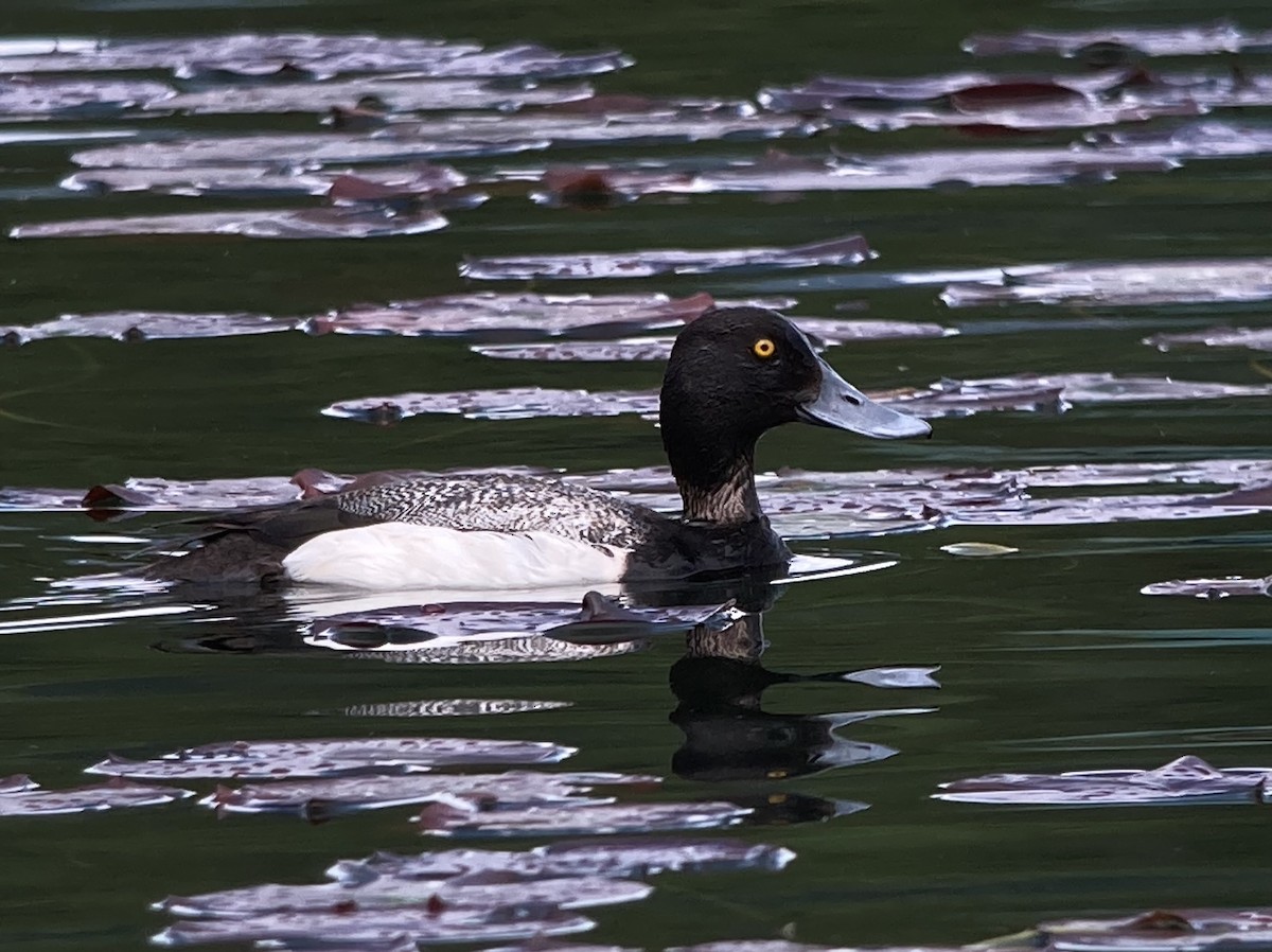 Greater Scaup - ML343729801