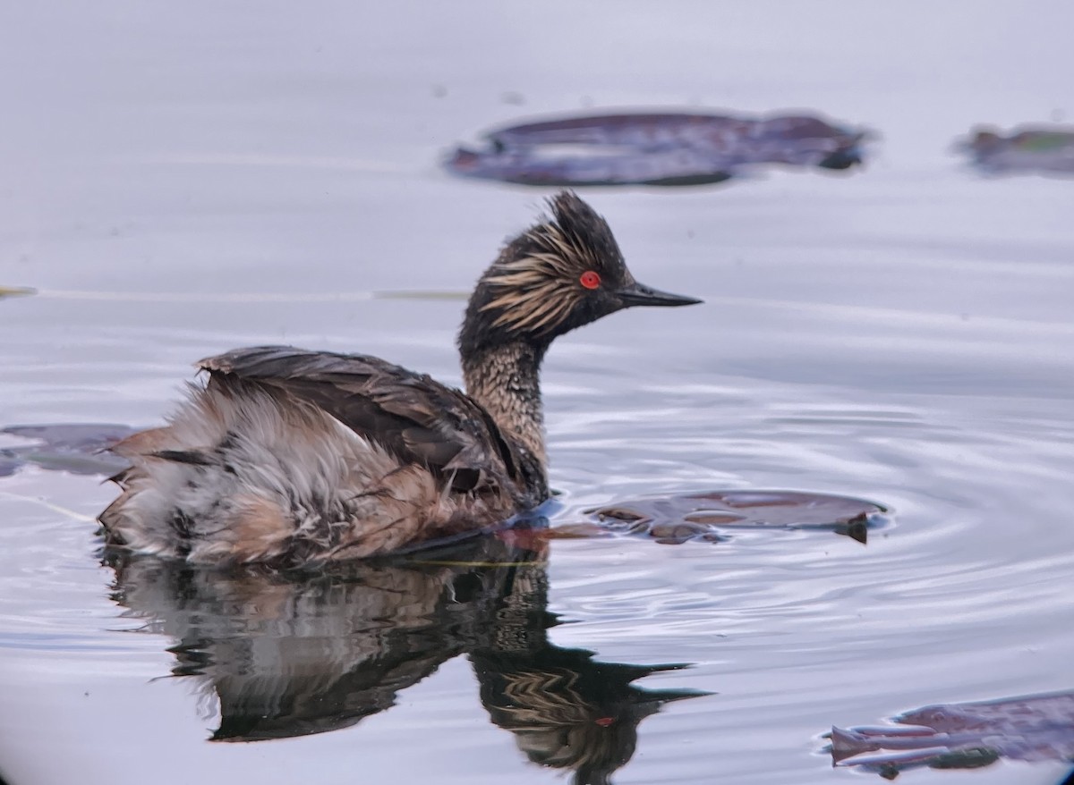 Eared Grebe - ML343730091