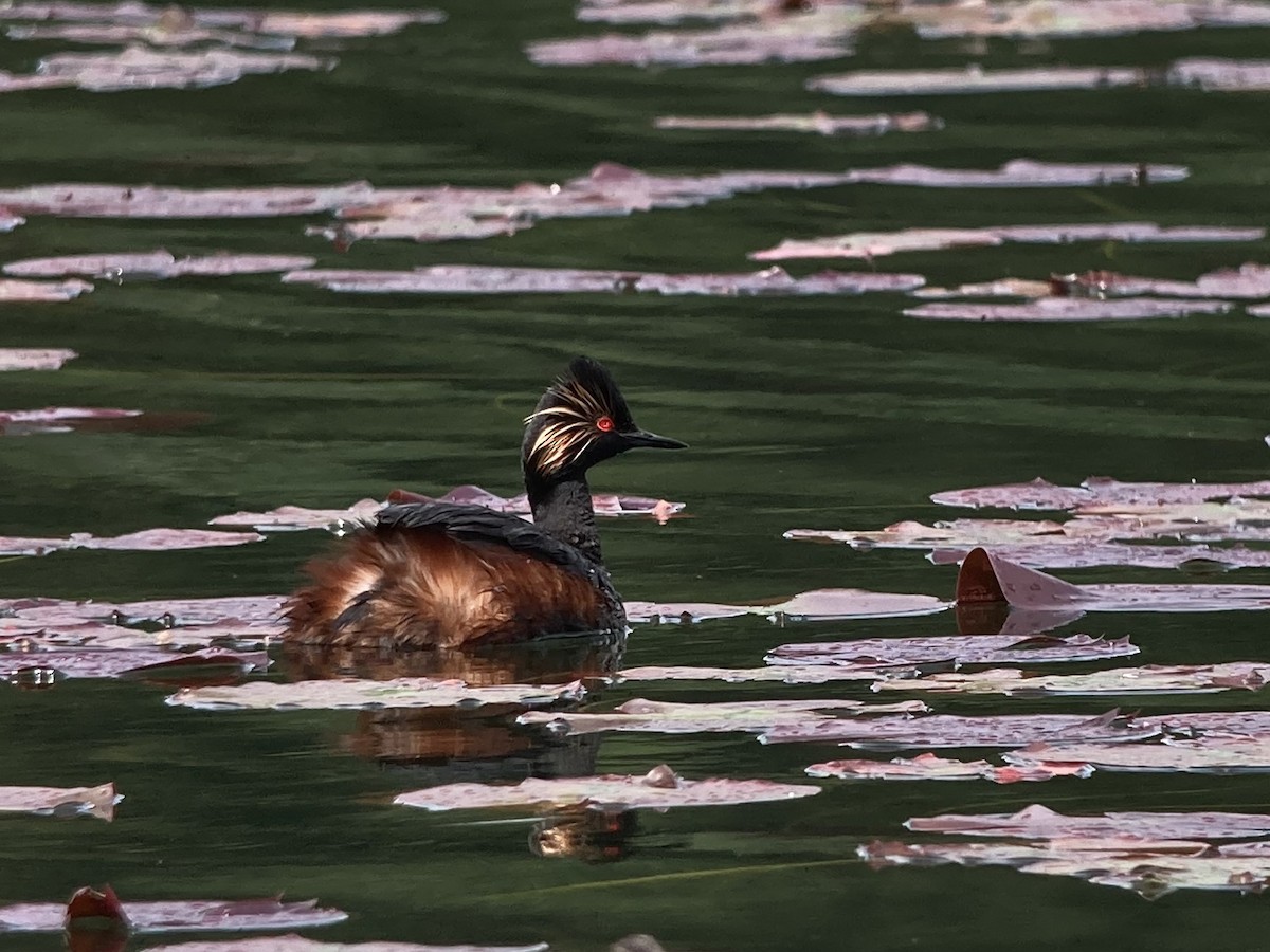 Eared Grebe - ML343730101