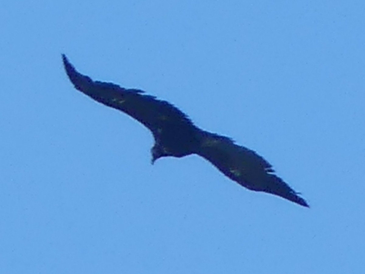 Нөмрөг тас - ML343731701