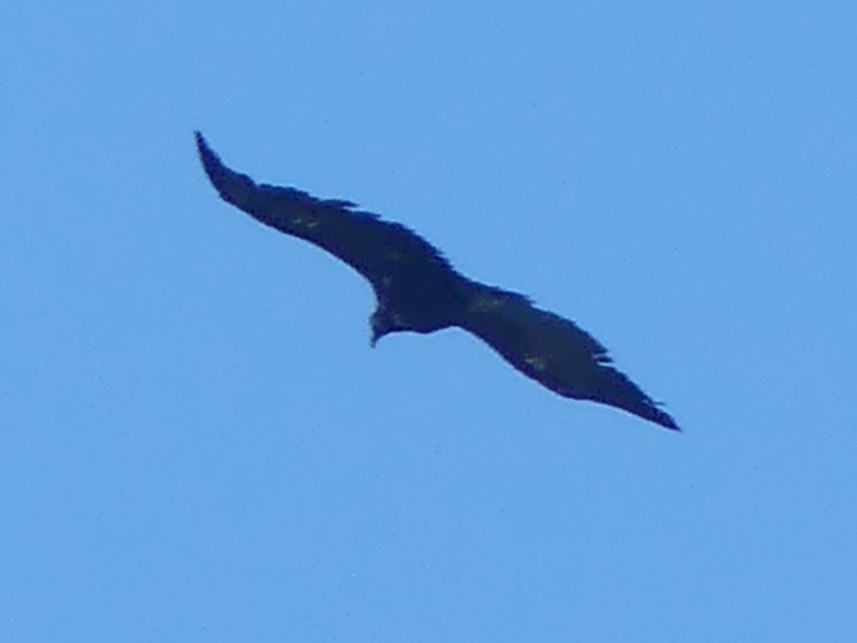 Нөмрөг тас - ML343731821
