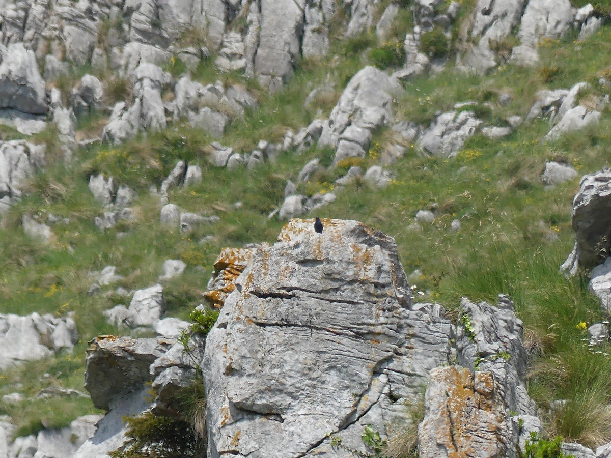 Цэнхэр жижир - ML343733021