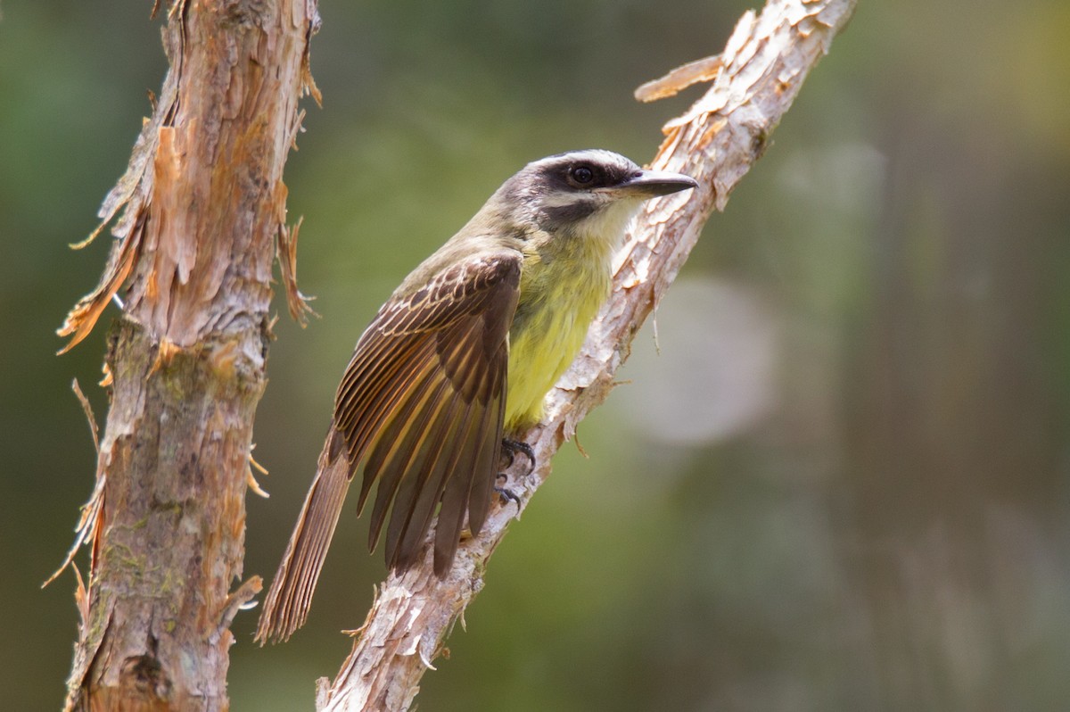 Golden-bellied Flycatcher - ML34373361