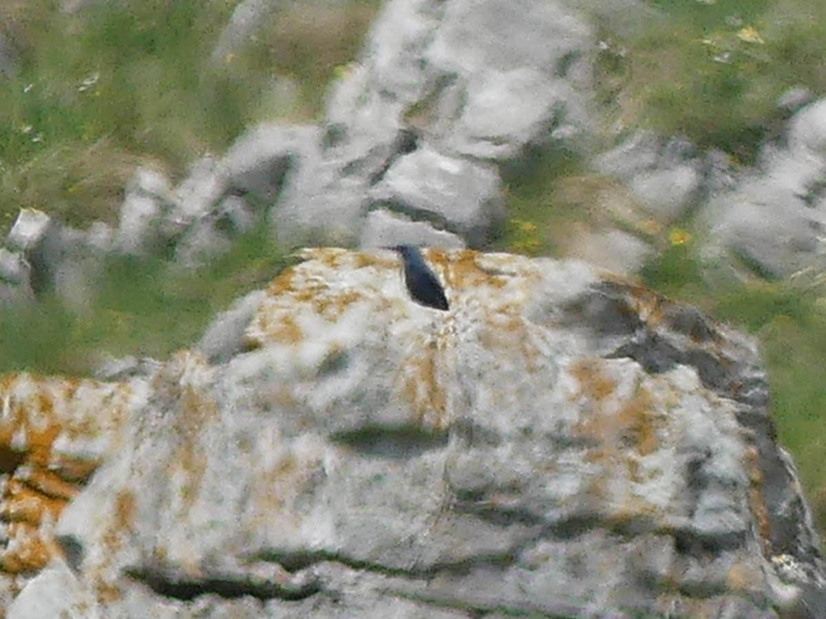 Цэнхэр жижир - ML343733641