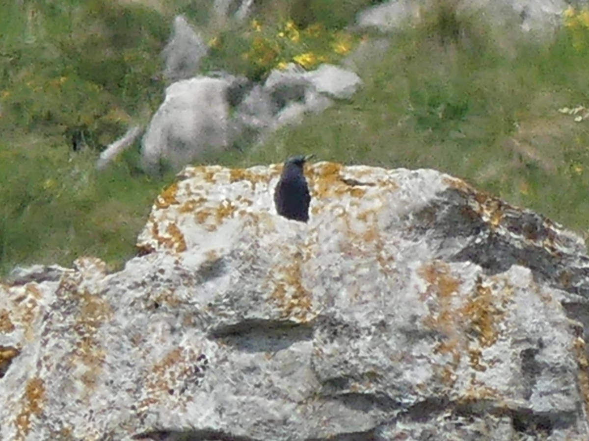 Цэнхэр жижир - ML343734021