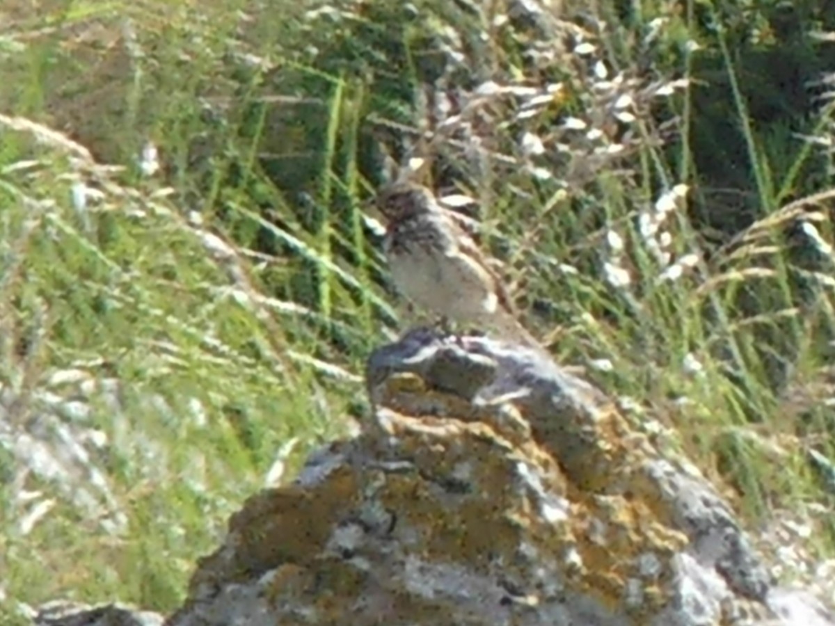 Харзны шийхнүүхэй - ML343734321