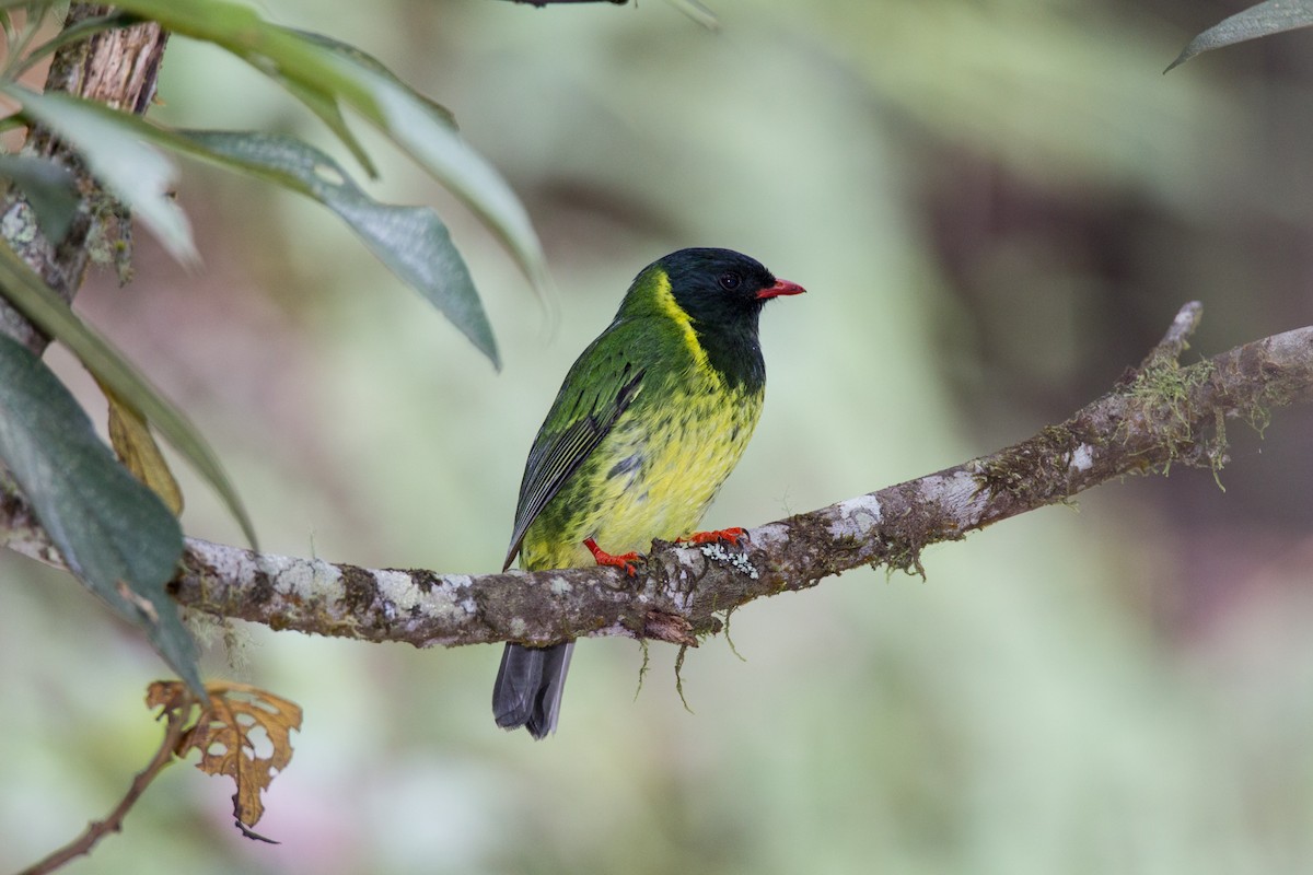 Green-and-black Fruiteater - ML34373471