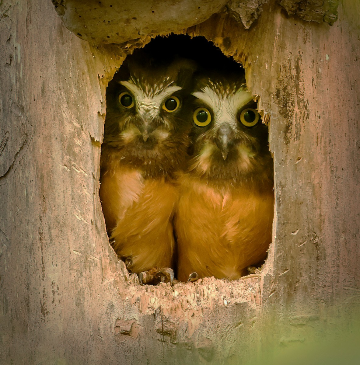 Northern Saw-whet Owl - ML343734831