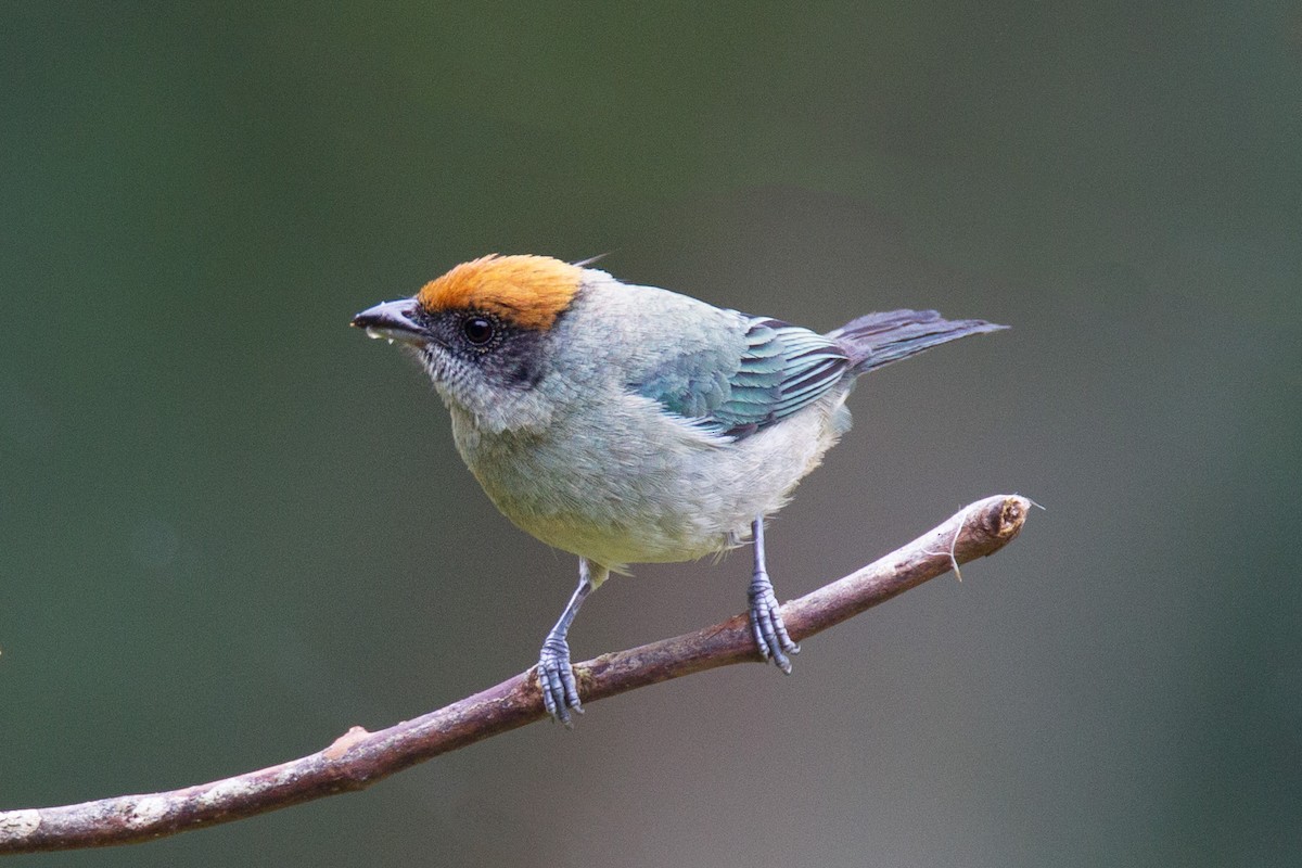 Scrub Tanager - ML34373581