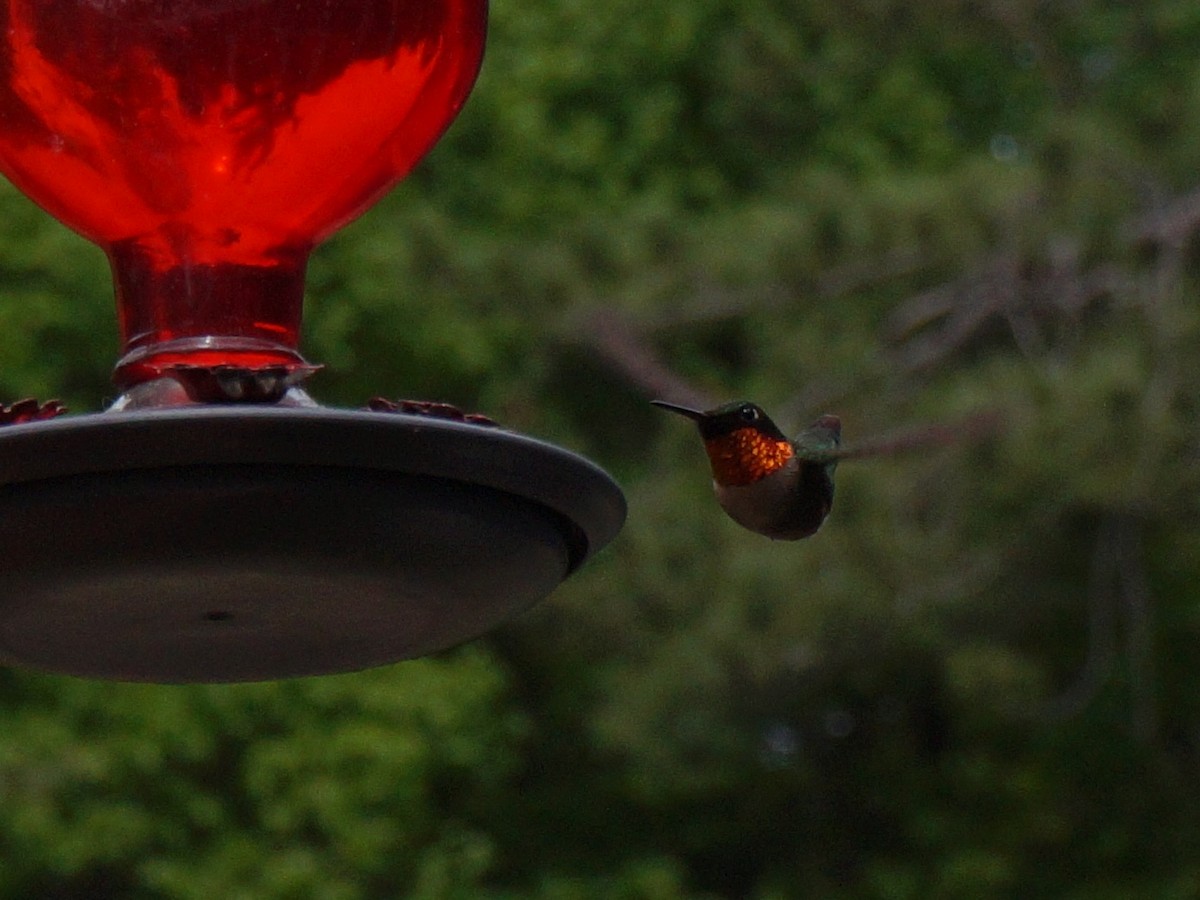 Ruby-throated Hummingbird - Emillie Moon 🌲🐦