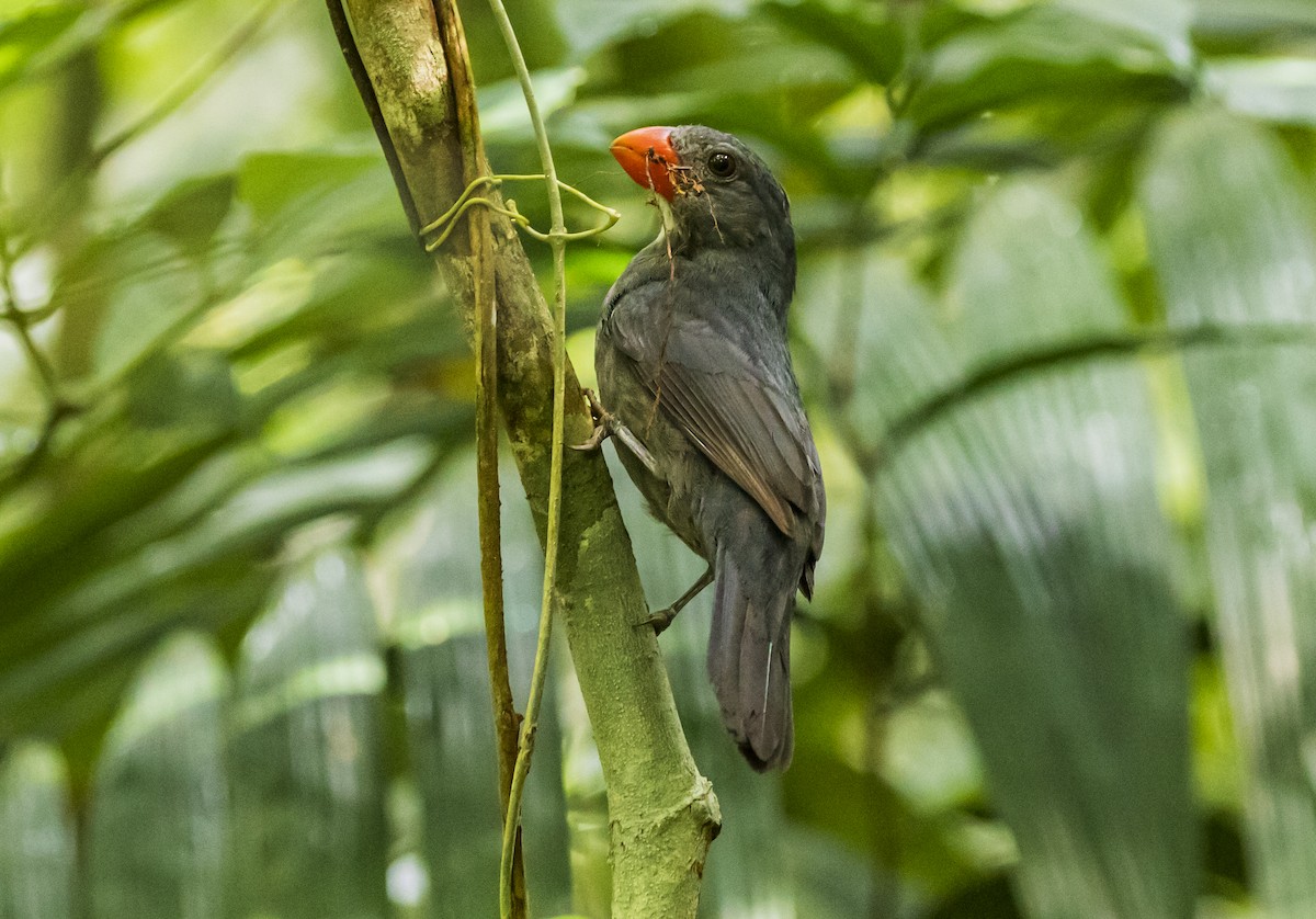 Slate-colored Grosbeak - Manlio Cuevas L.