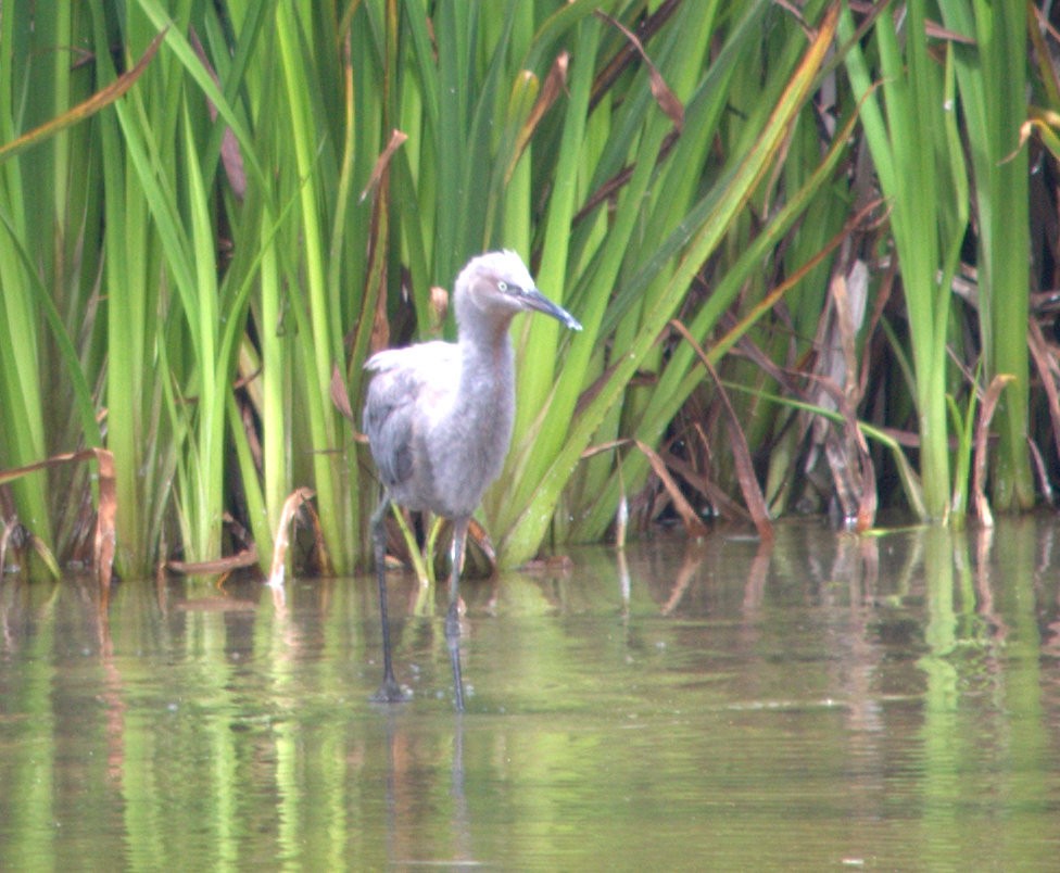 Reddish Egret - ML34373611