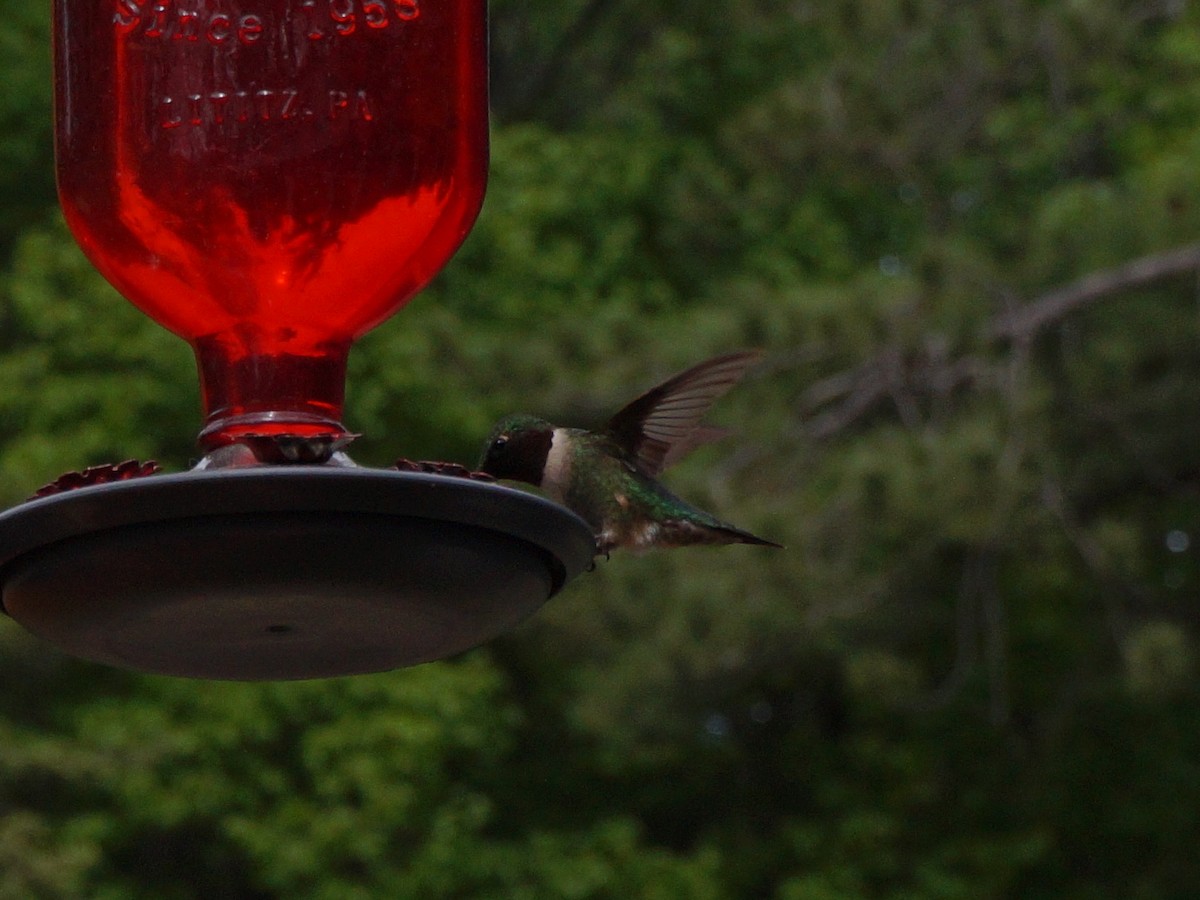 Ruby-throated Hummingbird - Emillie Moon 🌲🐦