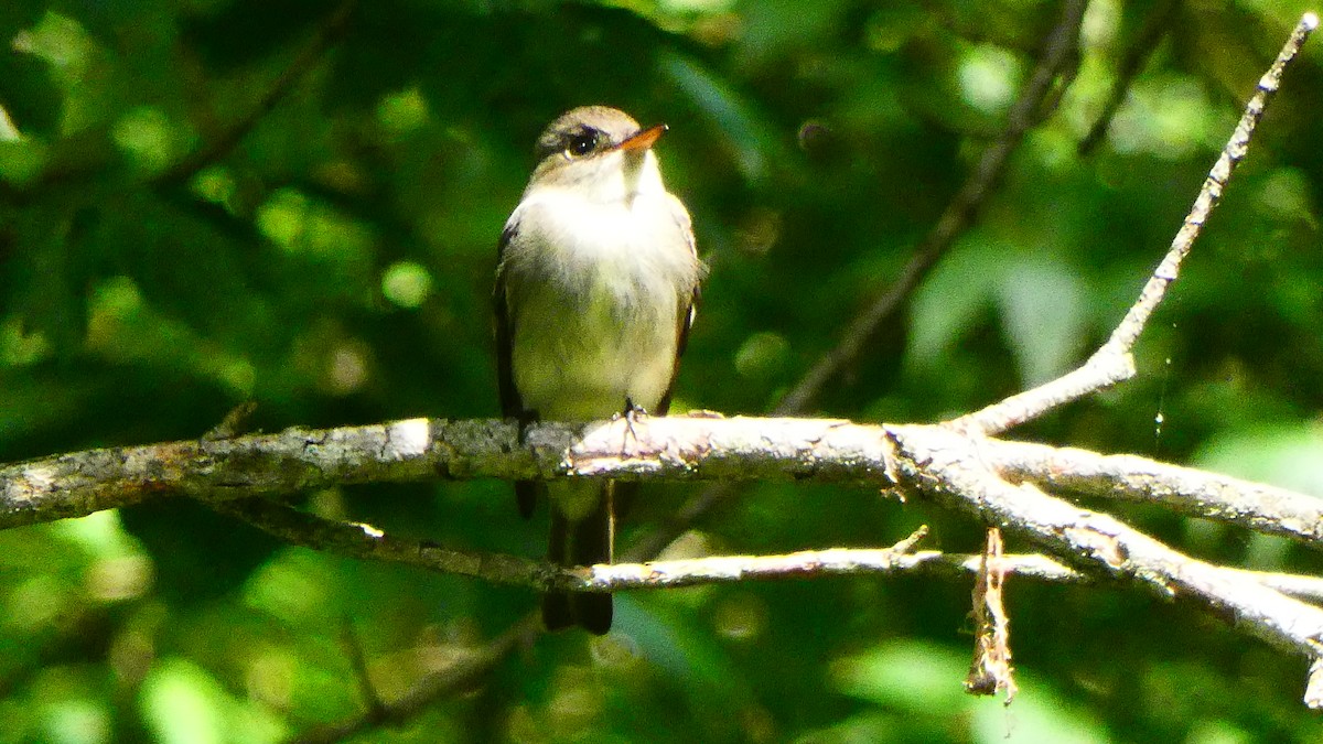 Eastern Wood-Pewee - ML343736341