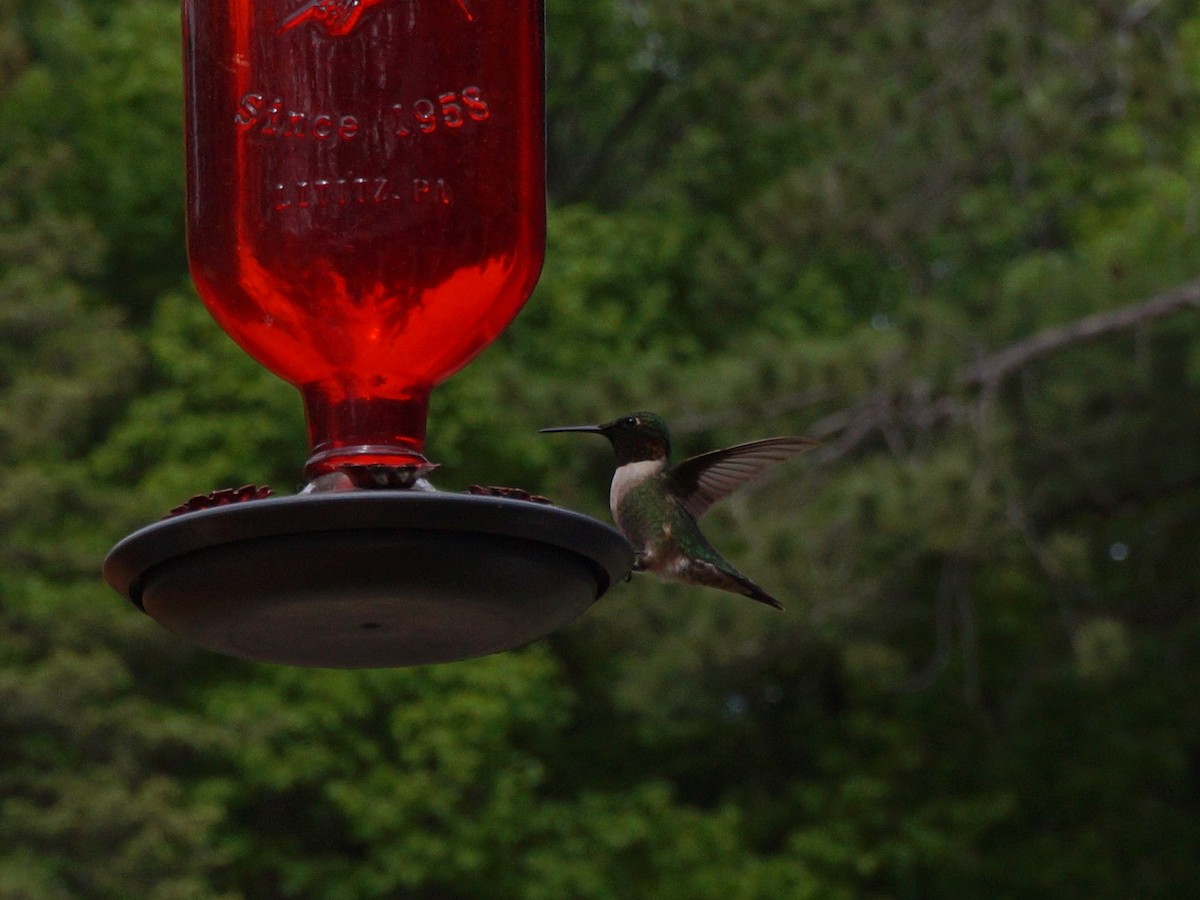 Ruby-throated Hummingbird - Emillie Moon 🌲🐦