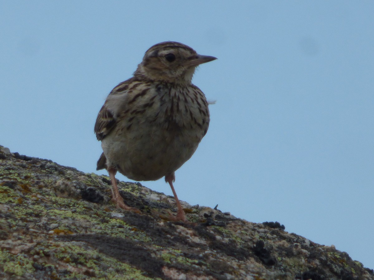 Wood Lark - ML343736721