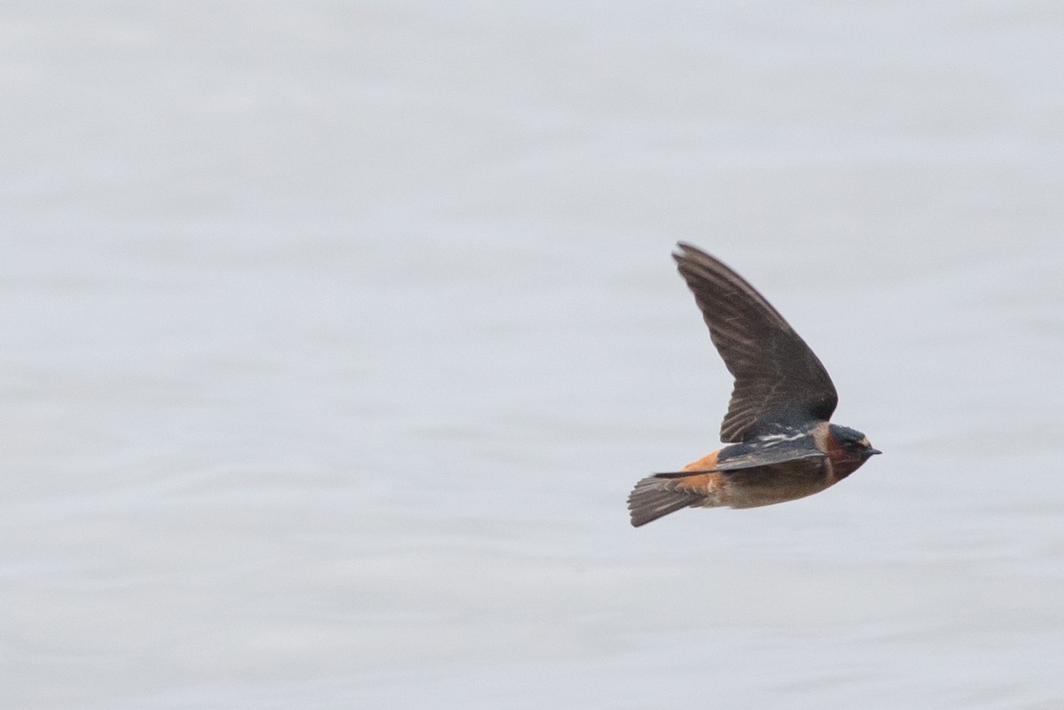 Cliff Swallow - ML343737041