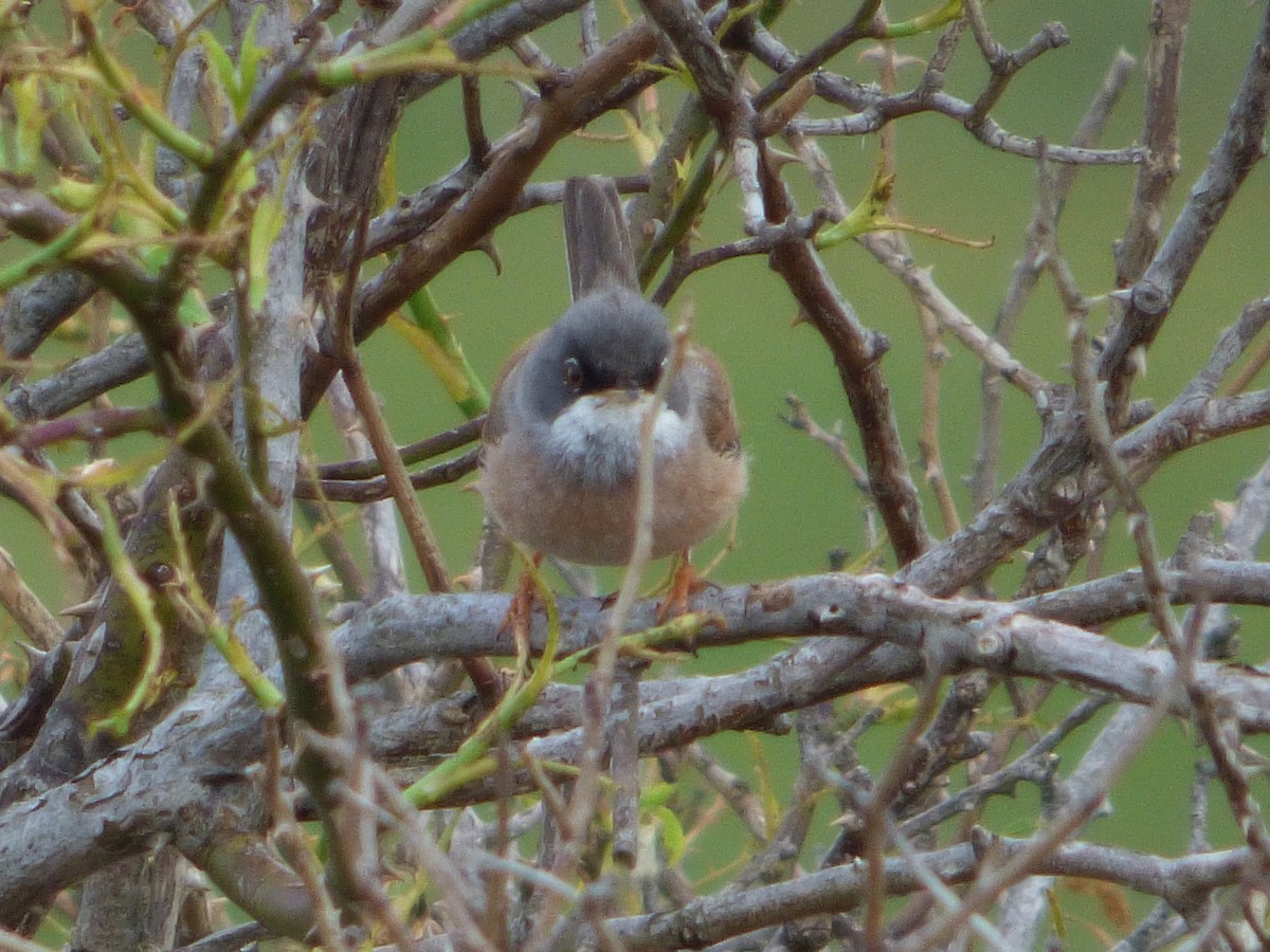Spectacled Warbler - ML343737131