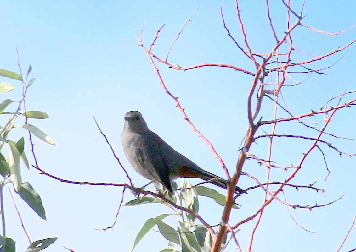 Gray Catbird - ML34373741