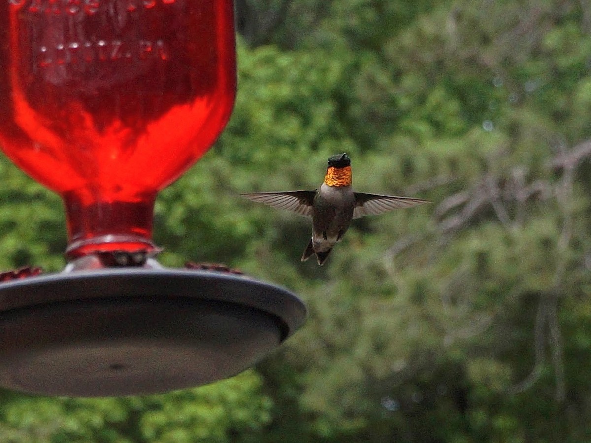 Colibri à gorge rubis - ML343737611