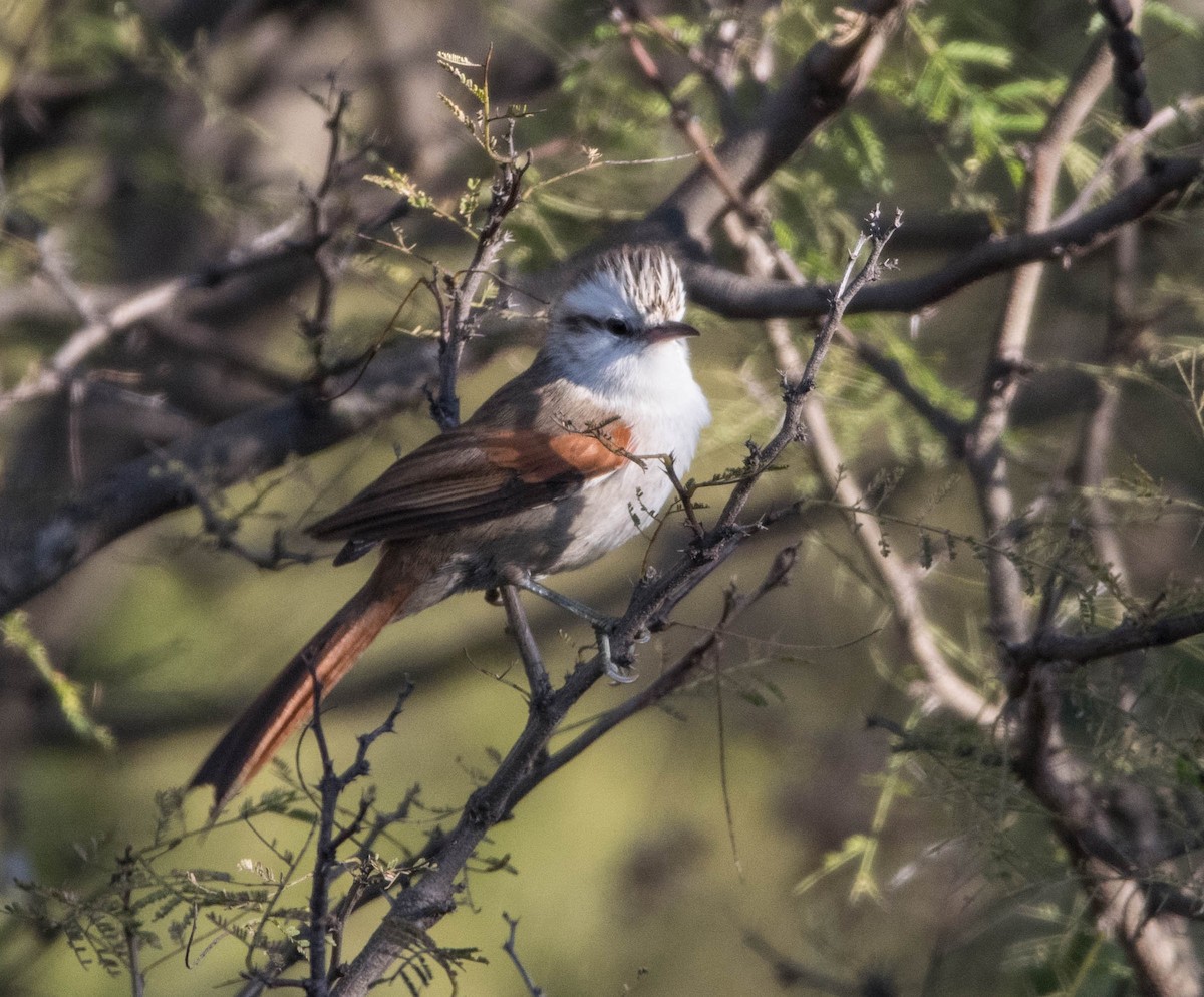 Stripe-crowned Spinetail - ML343738581